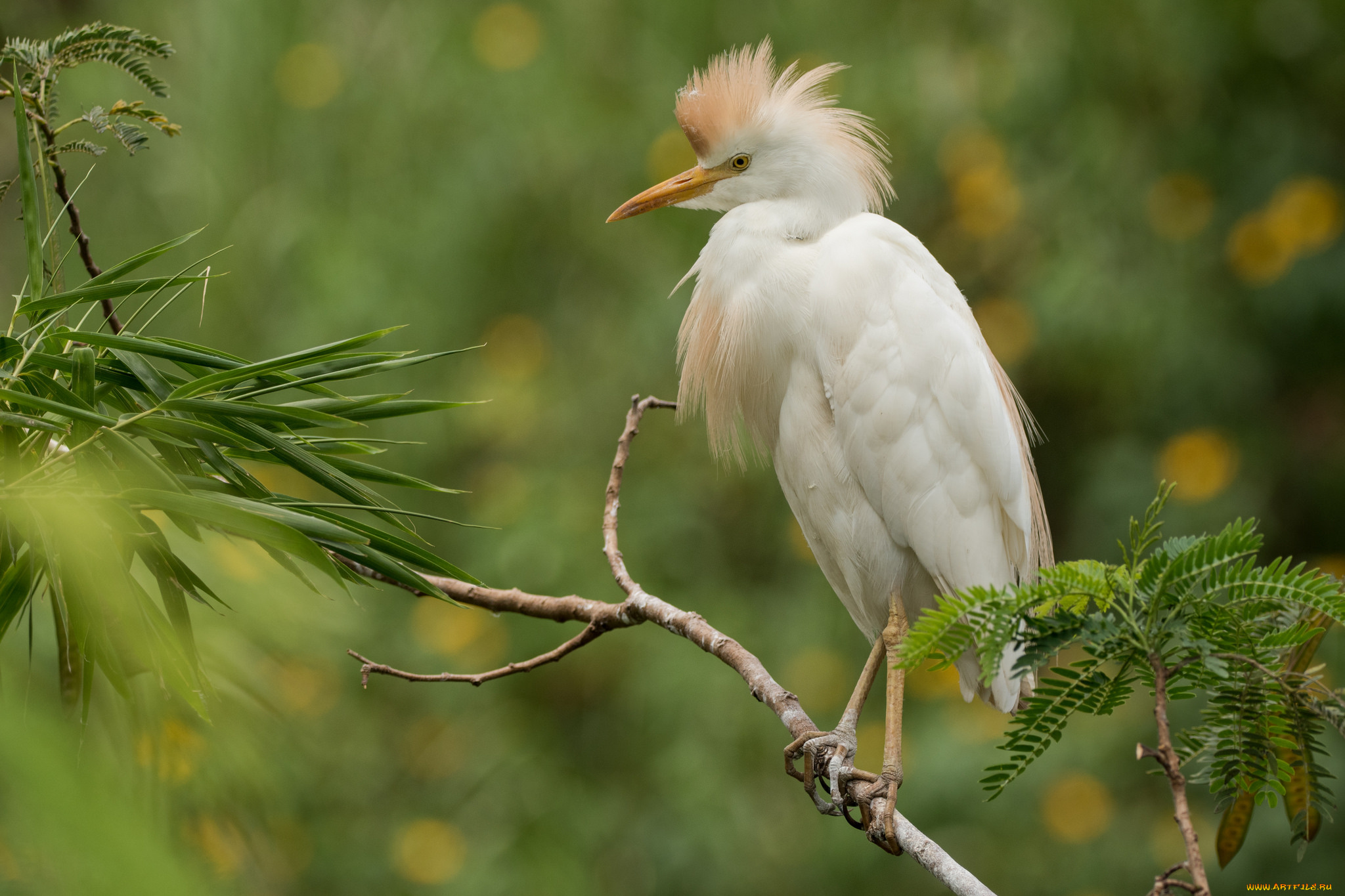 животные, цапли, , выпи, дерево, природа, ветки, цапля, птица