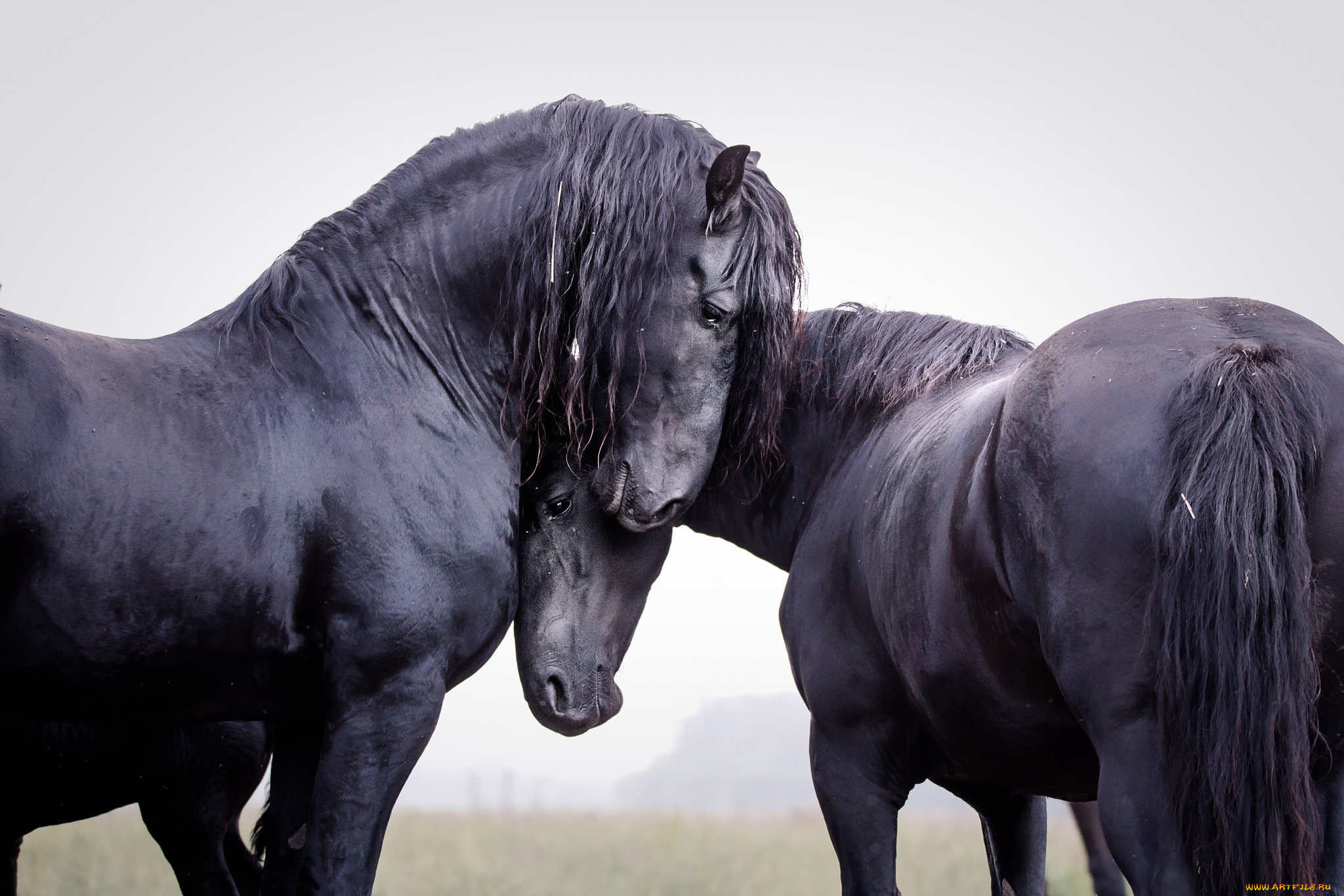 животные, лошади, хвост, грива, окрас, лошадь