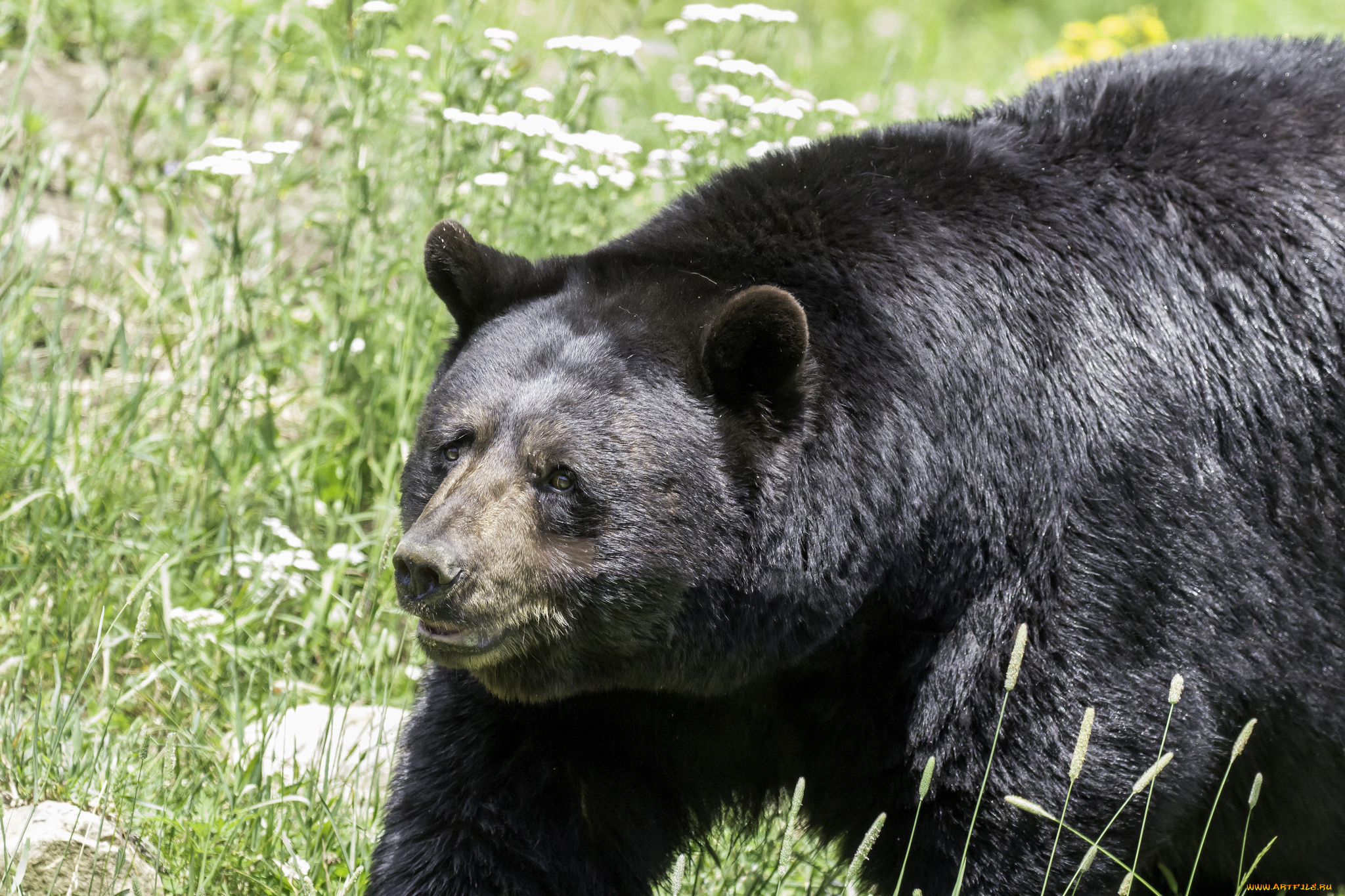 животные, медведи, животное, большой, природа, медведь