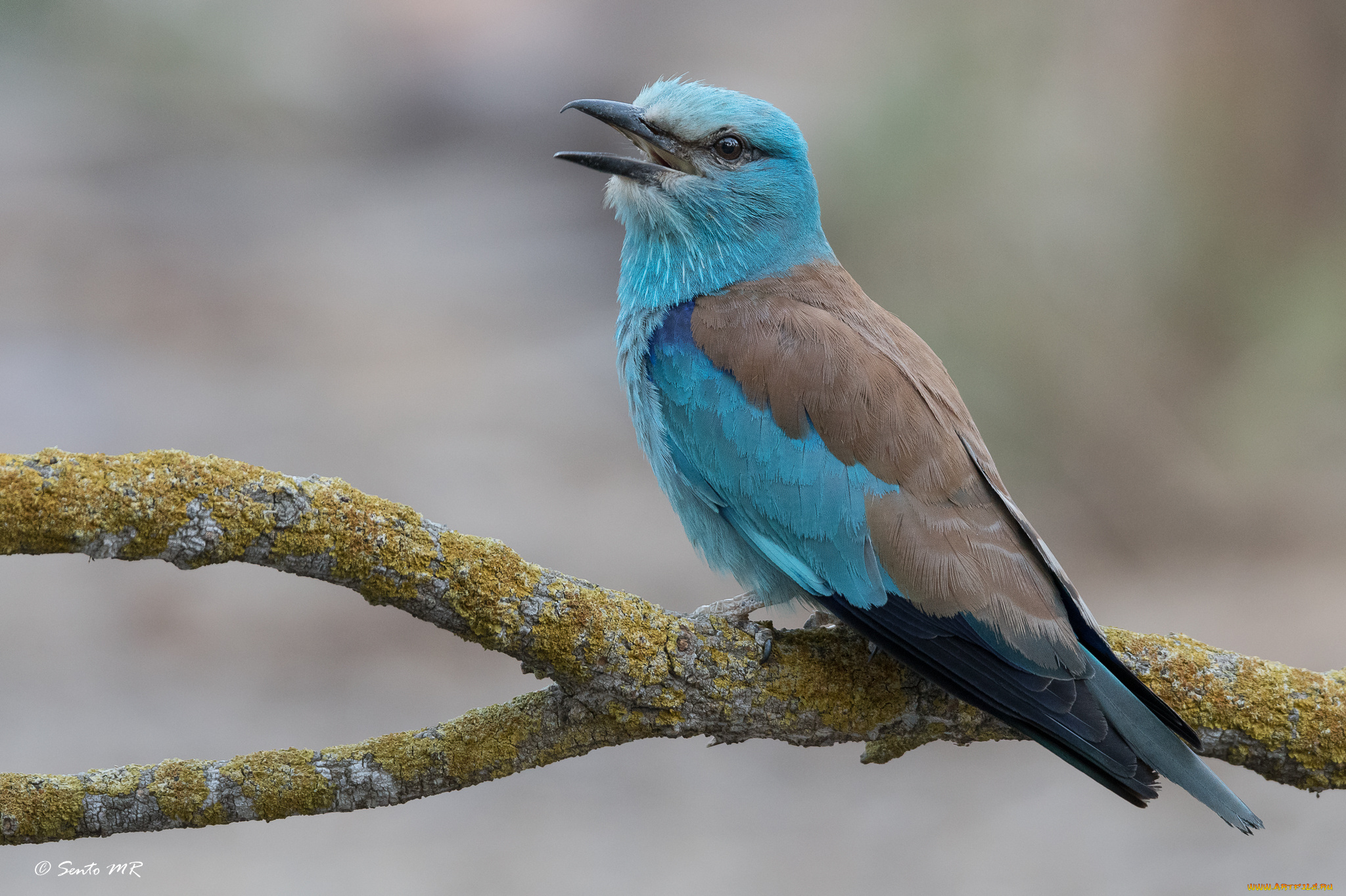 животные, птицы, птица, окрас, перья