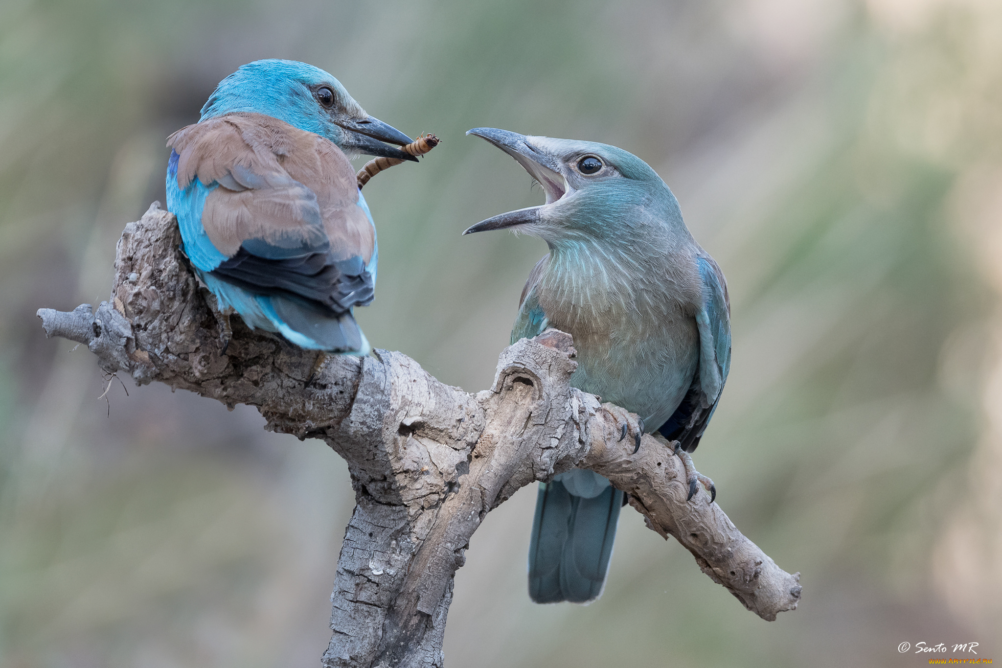 животные, птицы, забавная, окрас, перья, птица