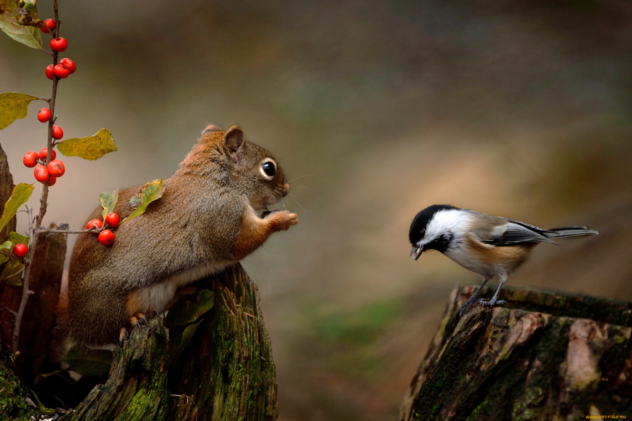 животные, разные, вместе, зверёк, животное, птица, белка, грызун, ягоды, ветка, синица, пень