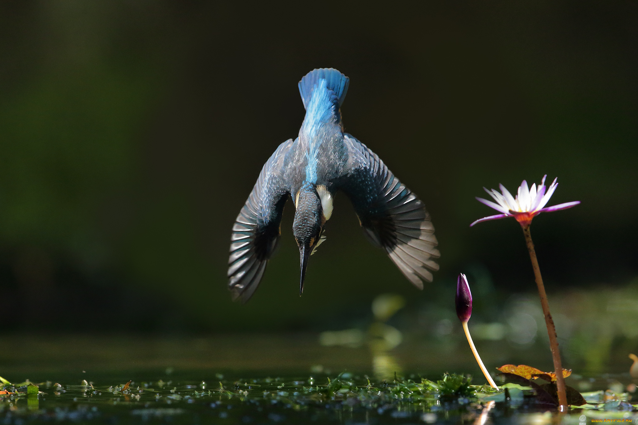 животные, зимородки, птица, окрас, перья