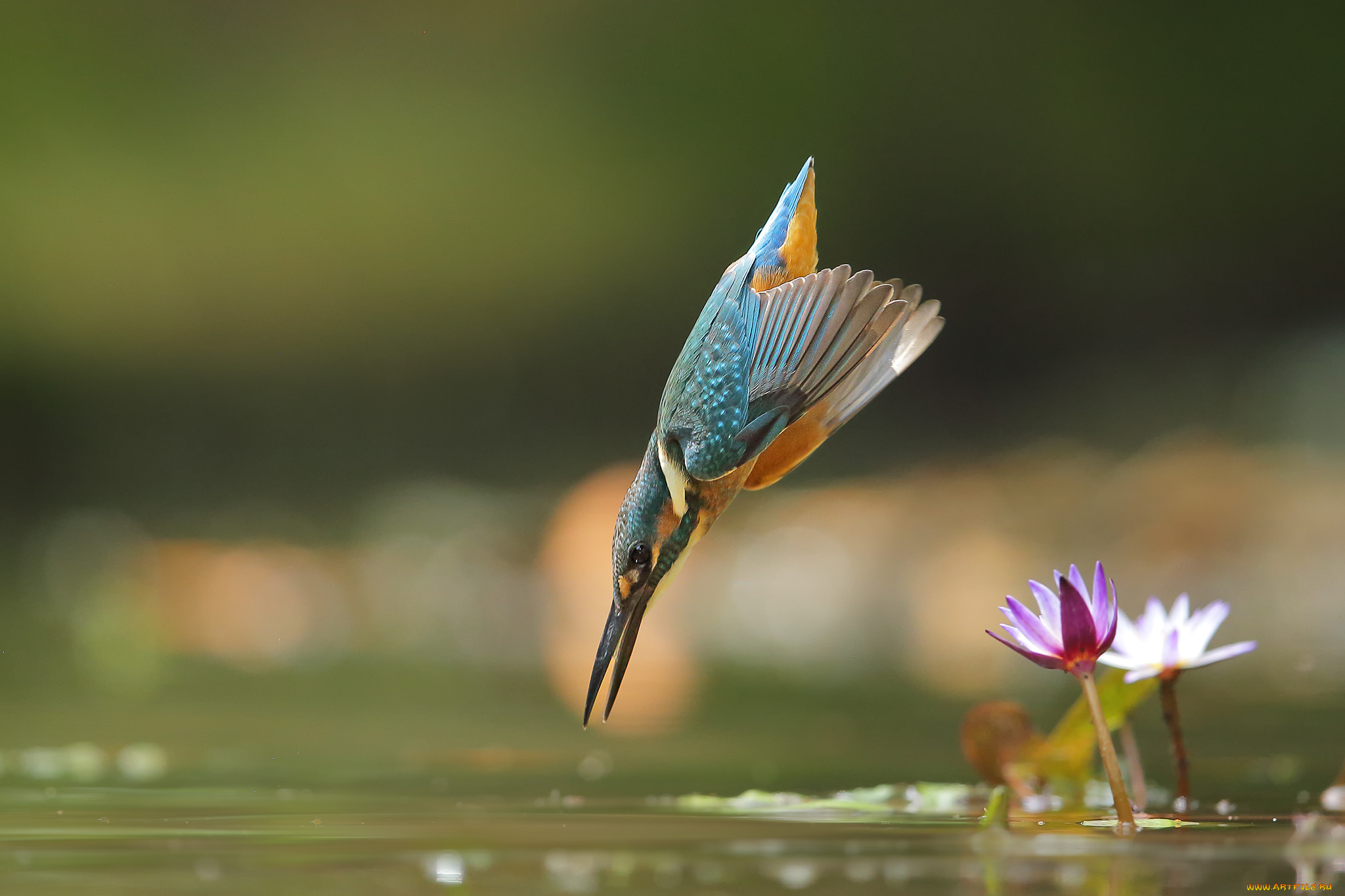 животные, зимородки, забавная, перья, окрас, птица