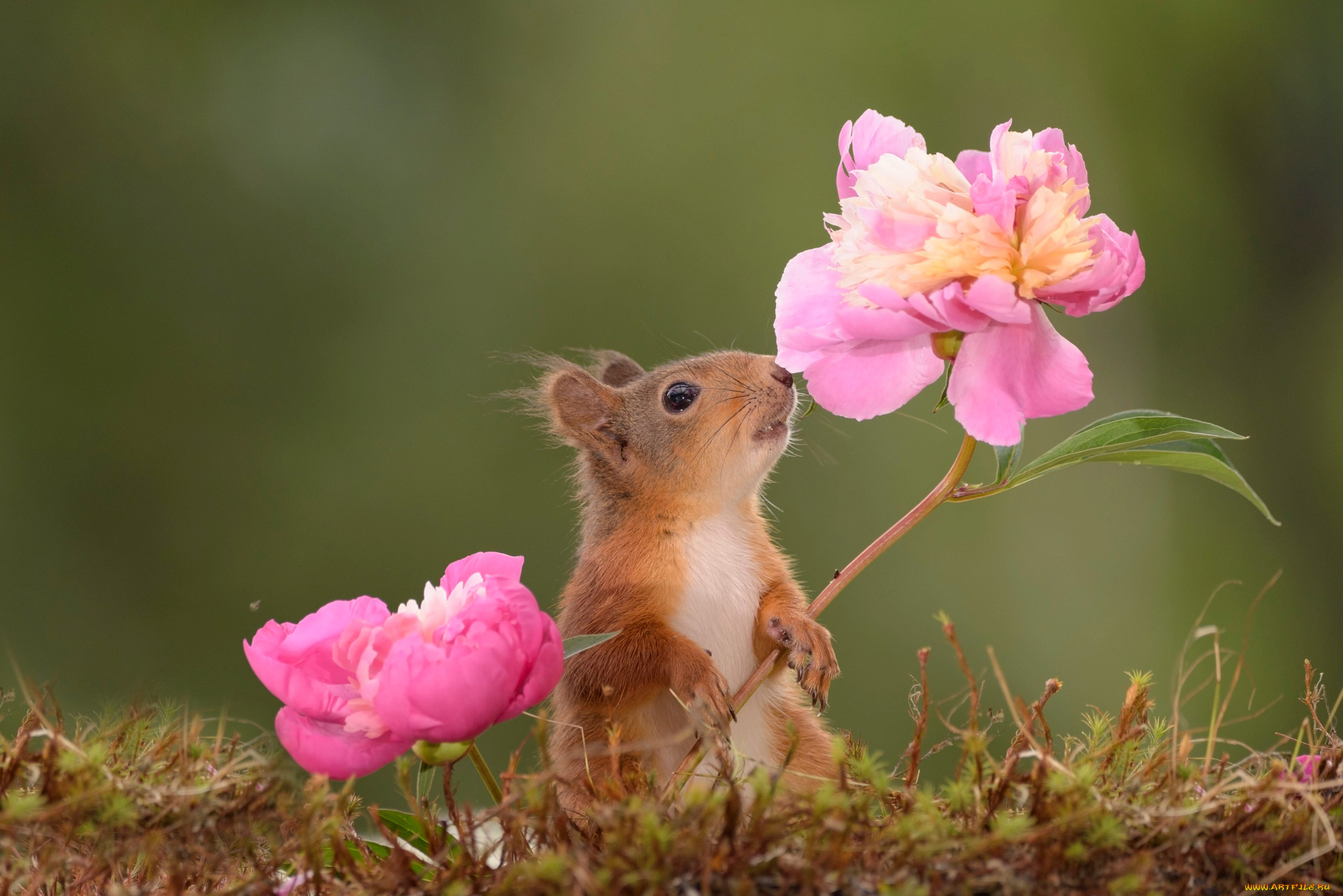 животные, белки, пионы, цветы, грызун, мох, животное, природа, белка