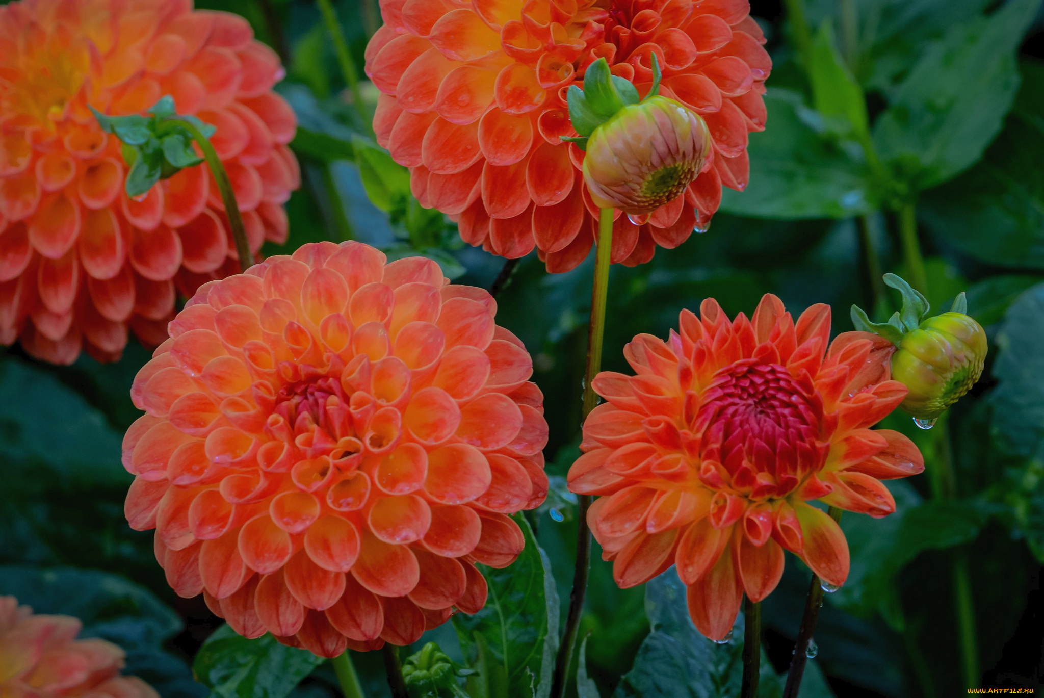 цветы, георгины