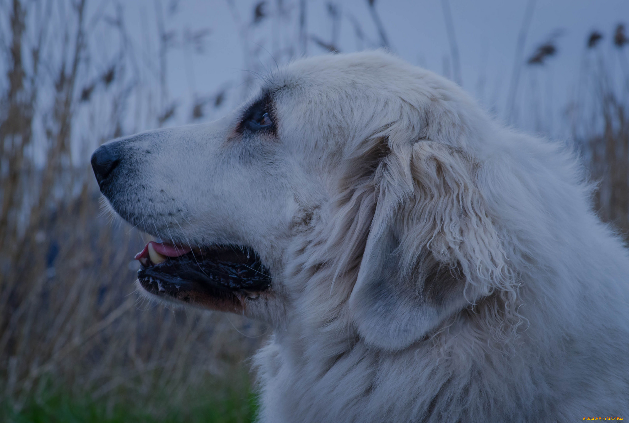 животные, собаки, собака