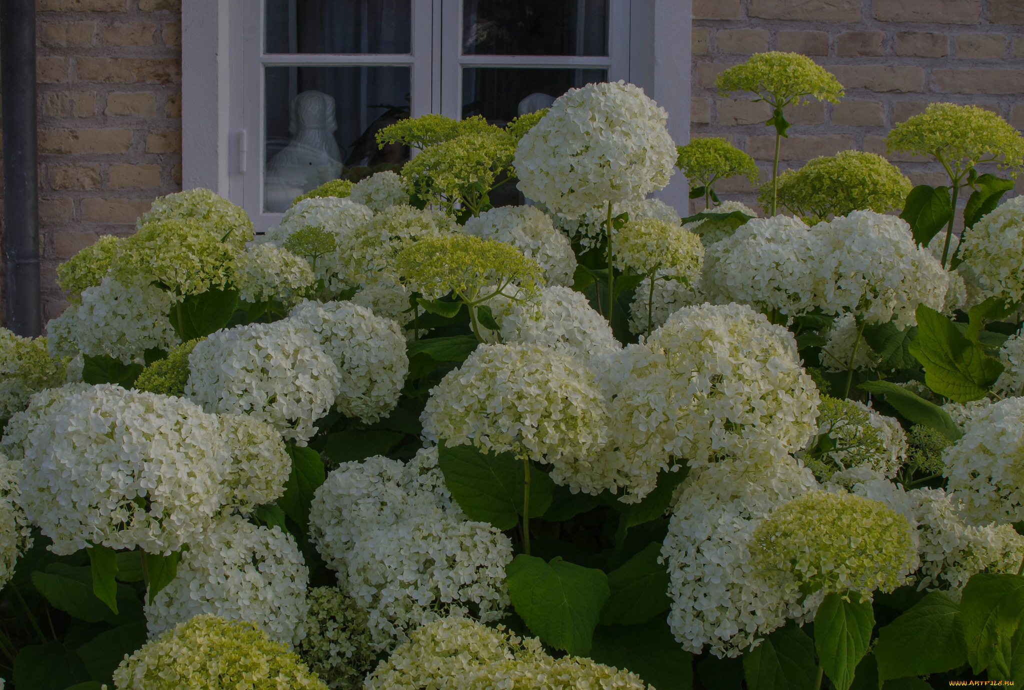 цветы, калина, , бульдонеж