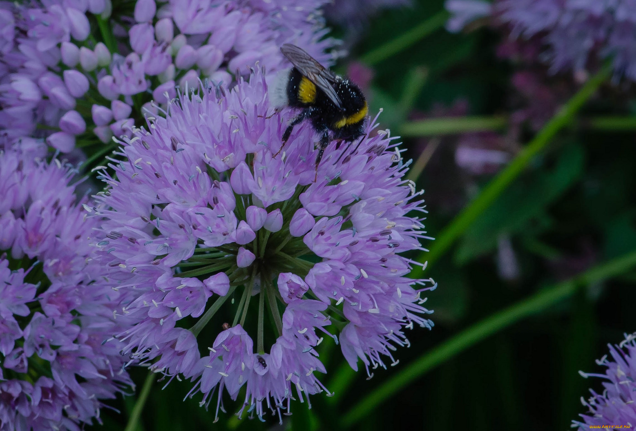 цветы, аллиум, , декоративный, лук, лук