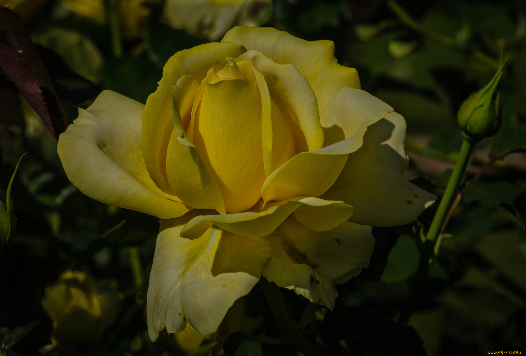 цветы, розы, роза