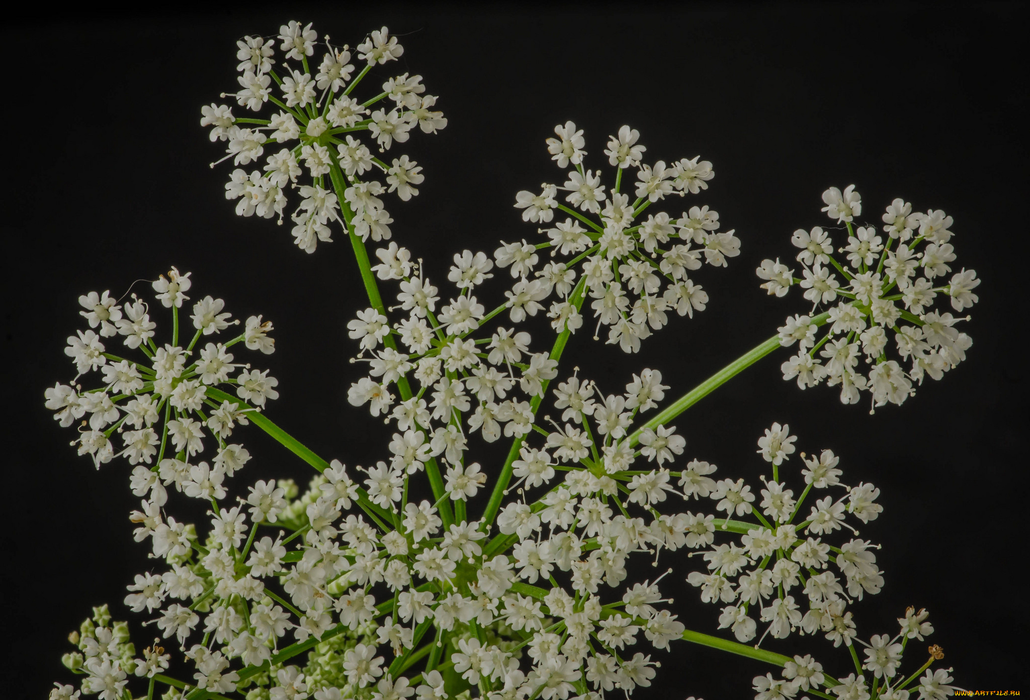 цветы, луговые, , полевые, , цветы, макро