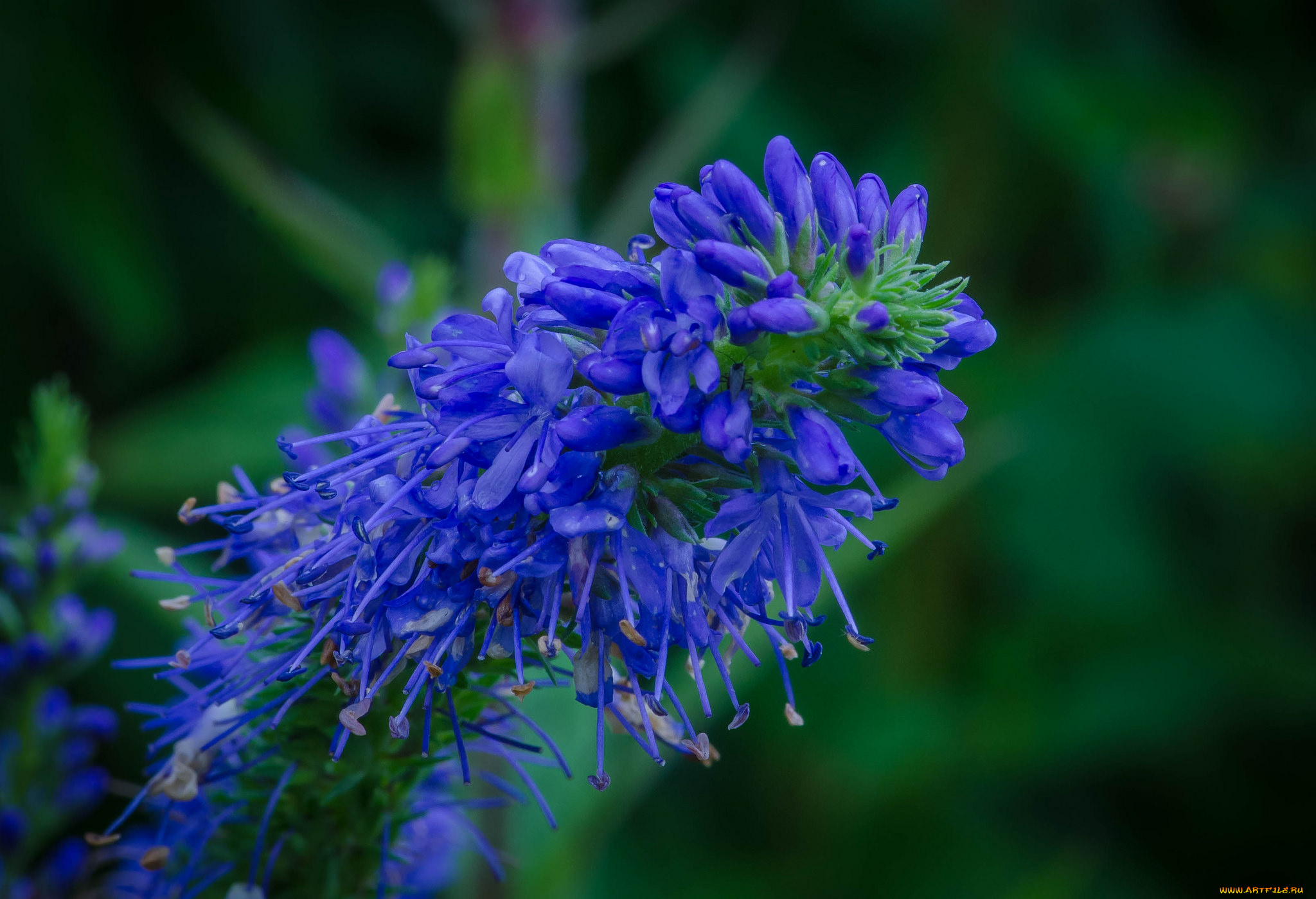 цветы, луговые, , полевые, , цветы, синие