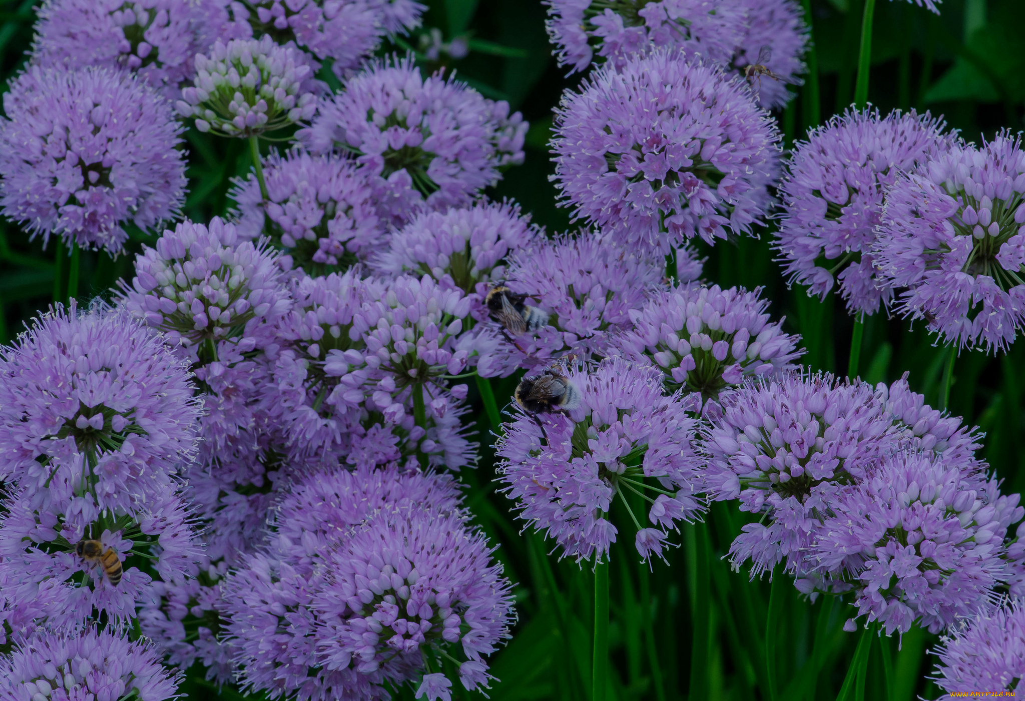 цветы, аллиум, , декоративный, лук, лук