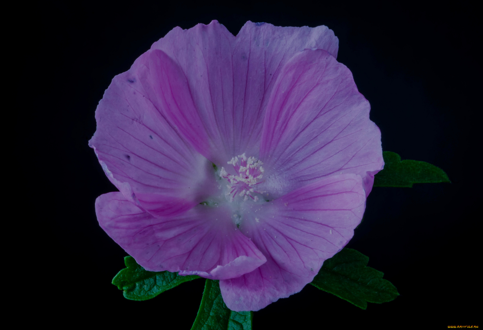 цветы, мальвы, мальва