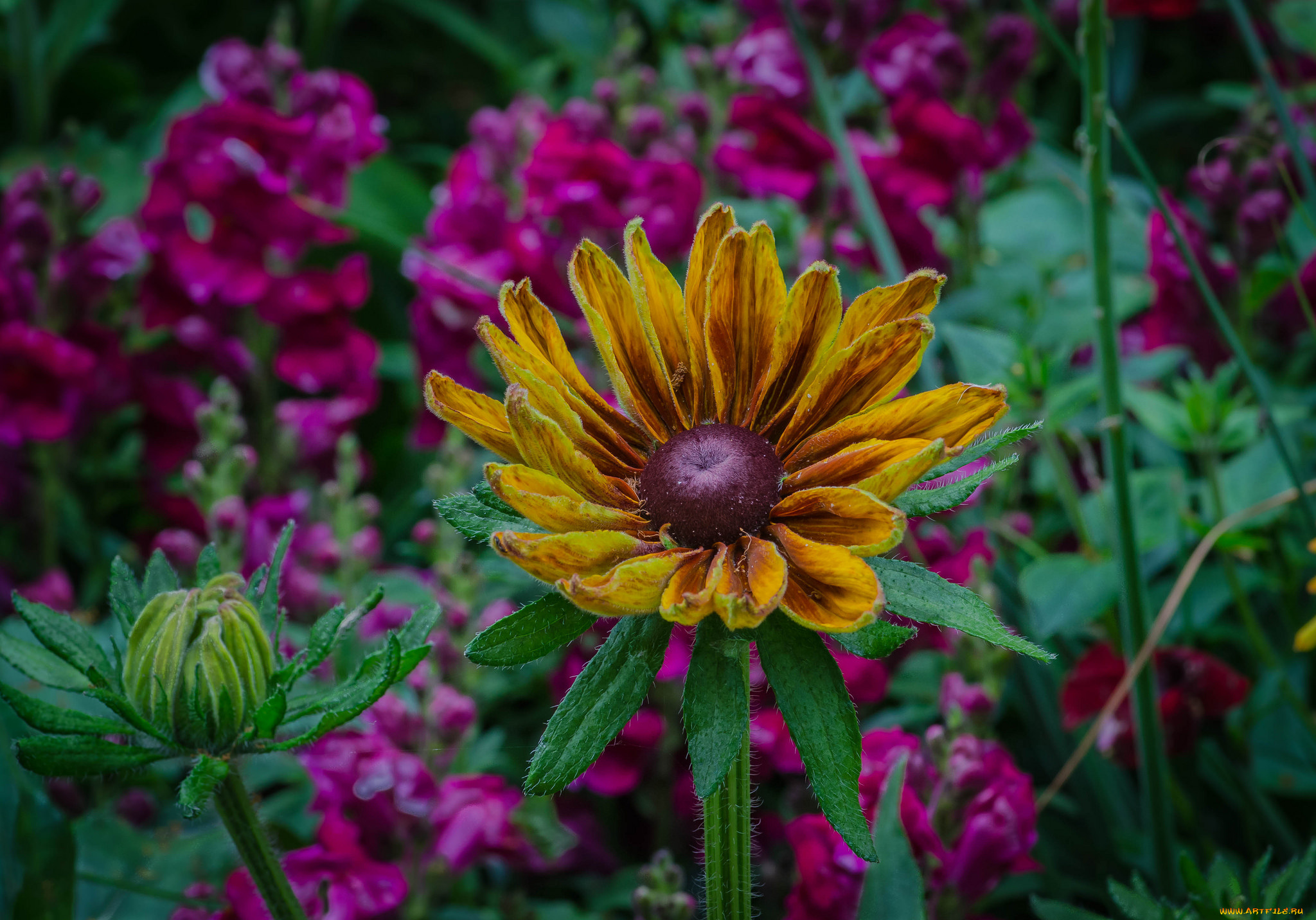 цветы, разные, вместе, клумба