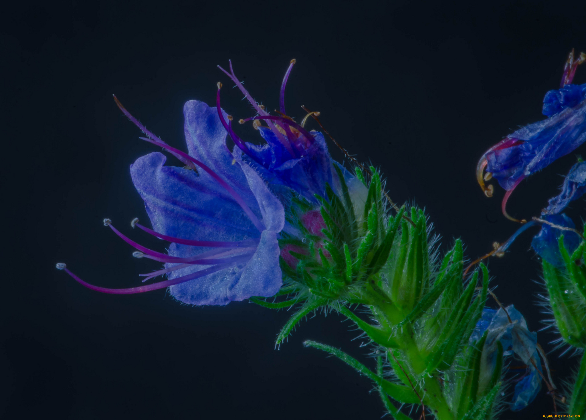 цветы, луговые, , полевые, , цветы, макро