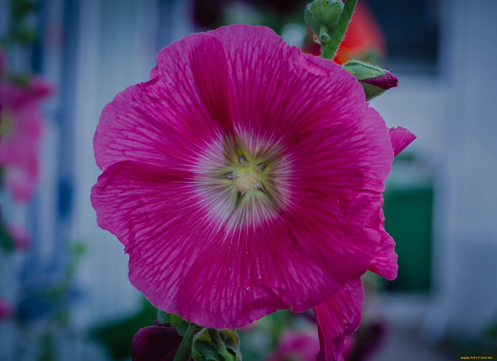 цветы, мальвы, мальва