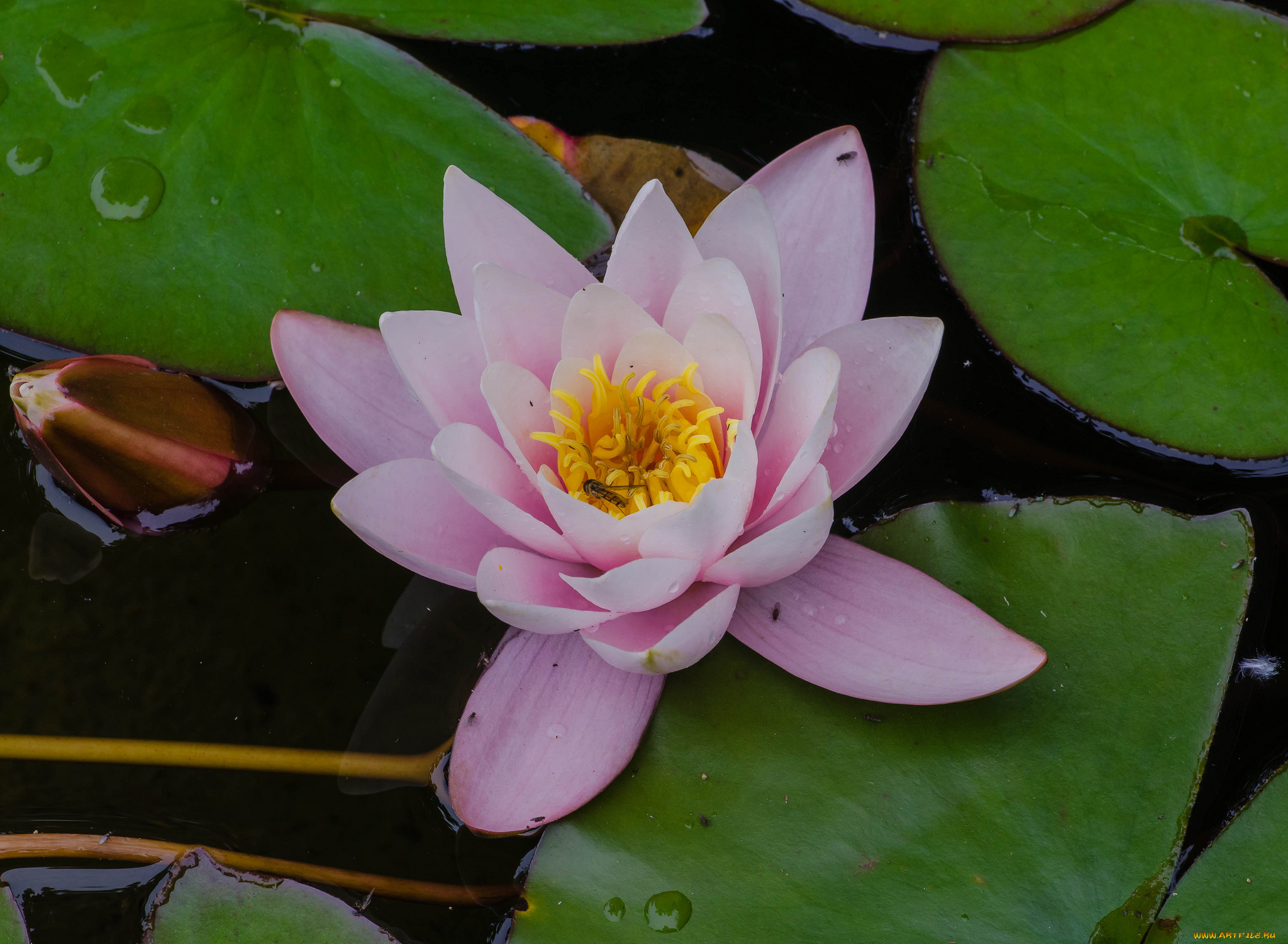 цветы, лилии, водяные, , нимфеи, , кувшинки, розовый