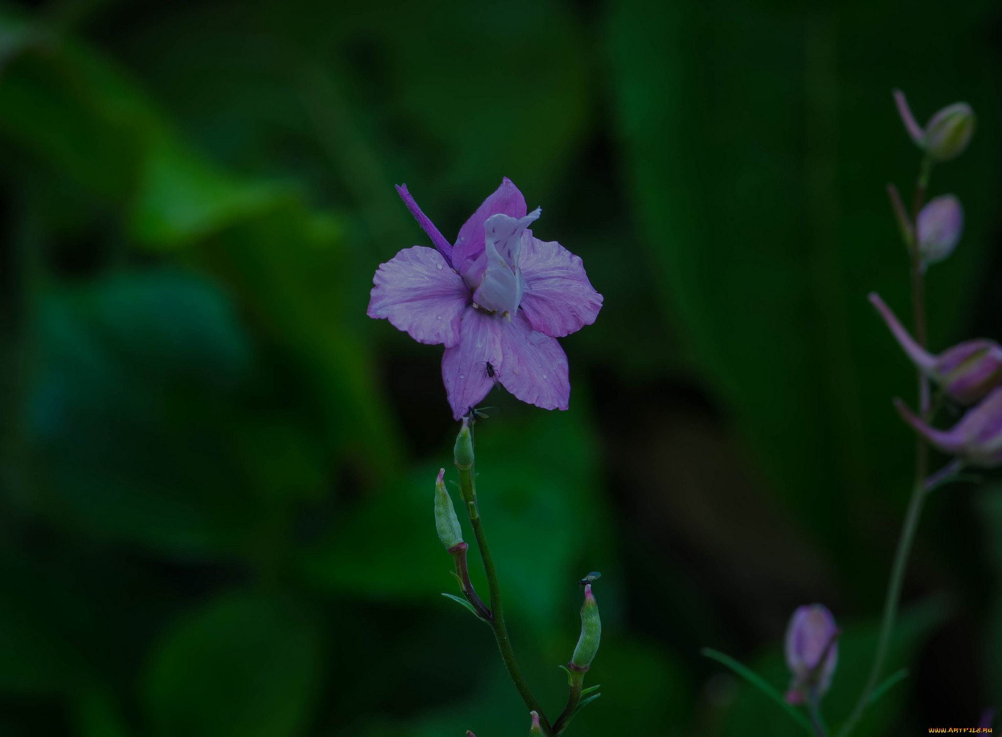 цветы, дельфиниум, макро