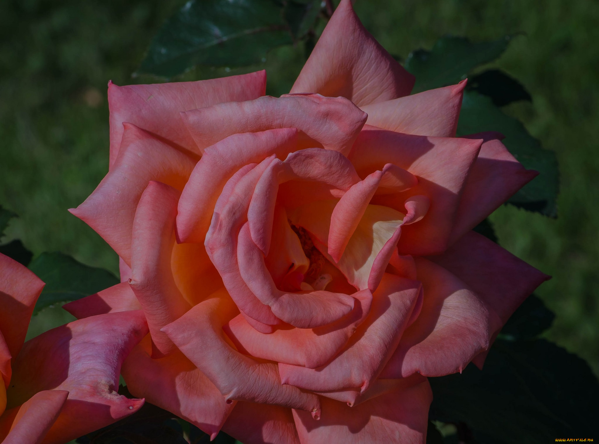 цветы, розы, роза