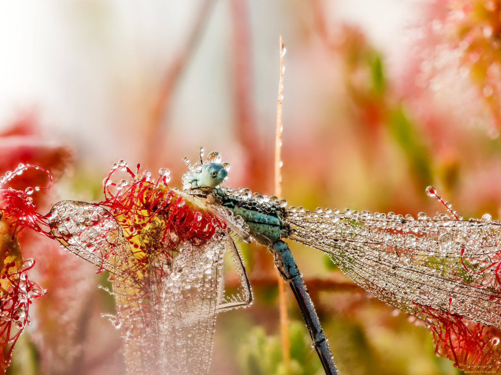животные, стрекозы, макро, капли, крылья, стрекоза