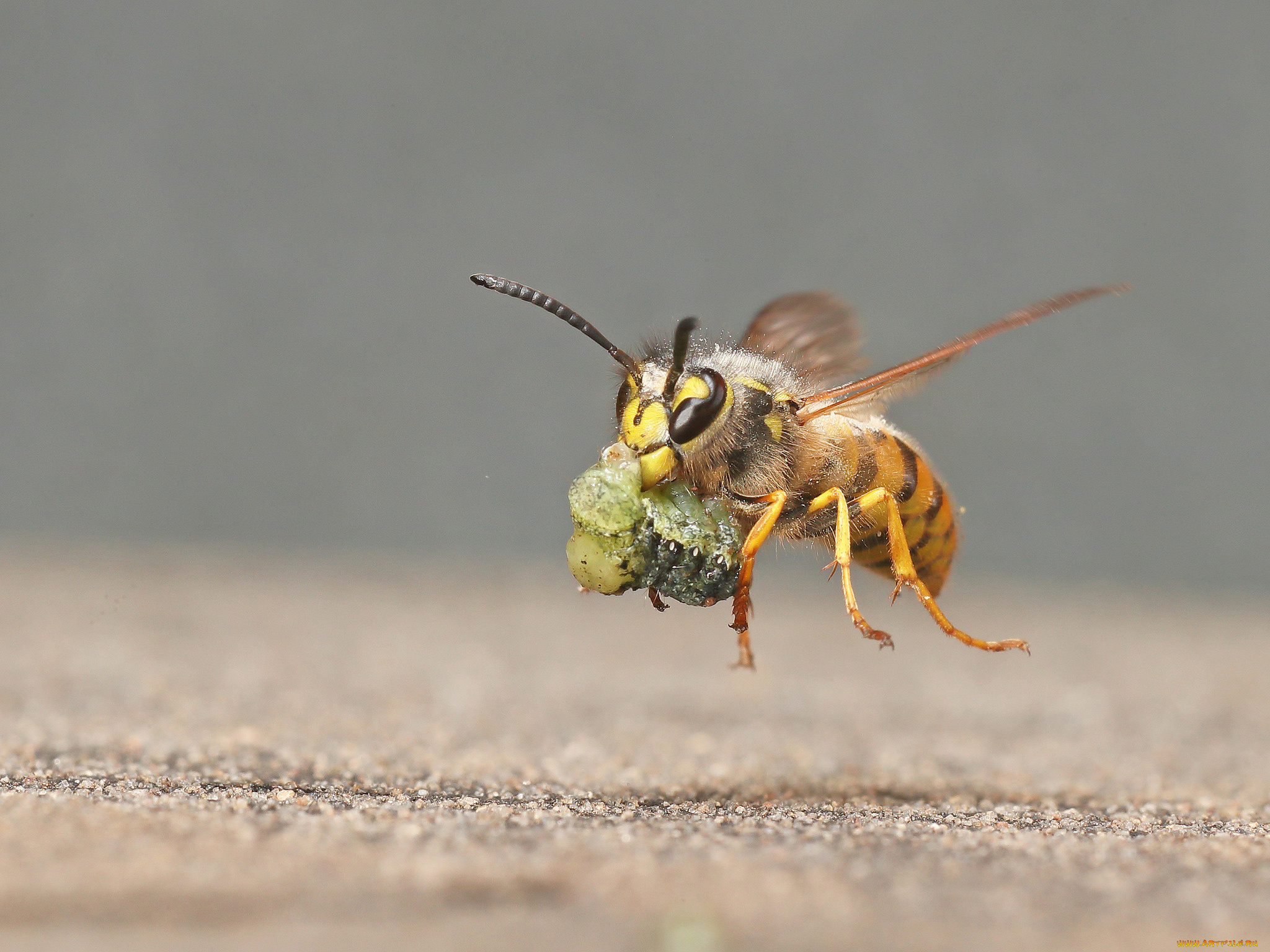 животные, пчелы, , осы, , шмели, макро