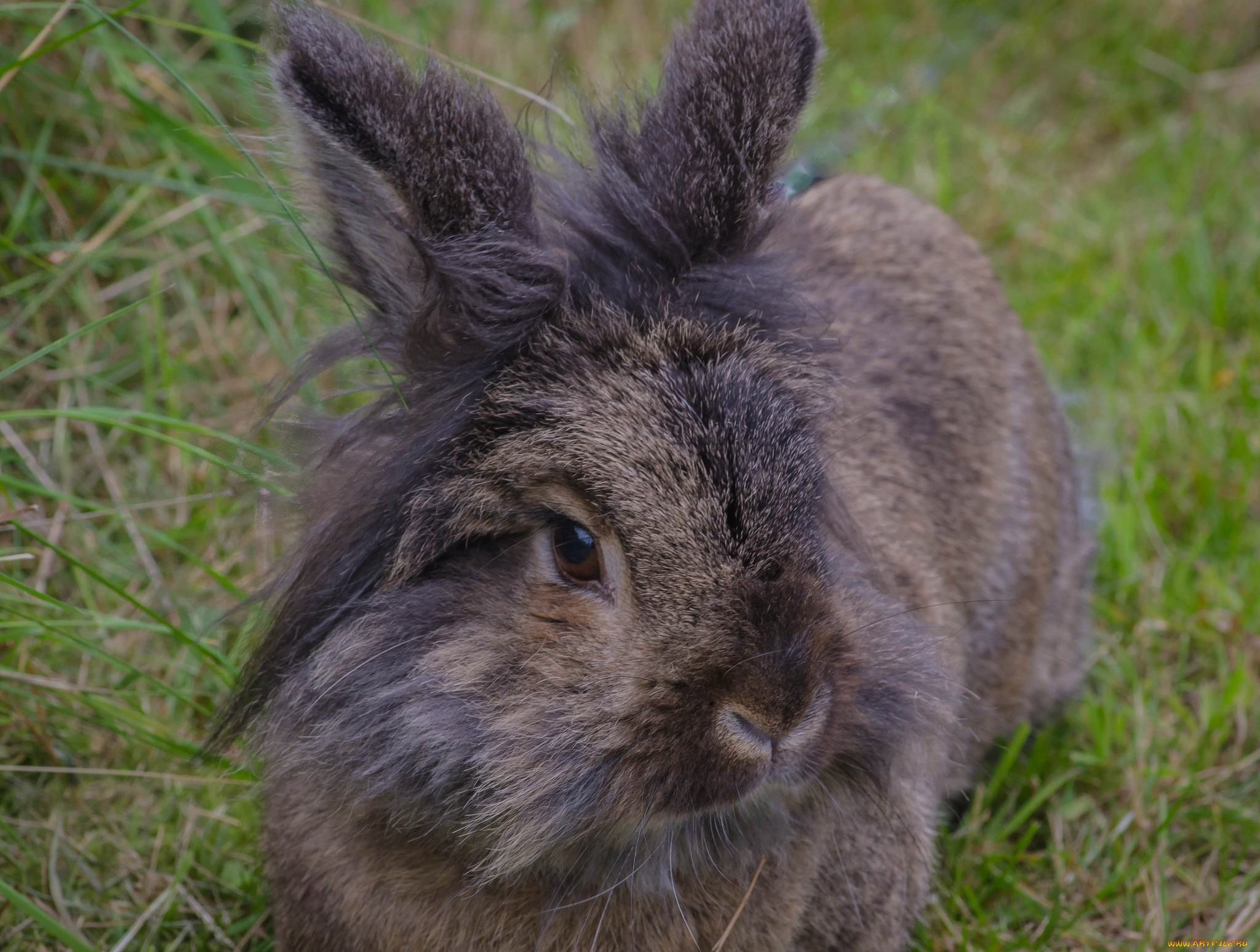 животные, кролики, , зайцы, кролик