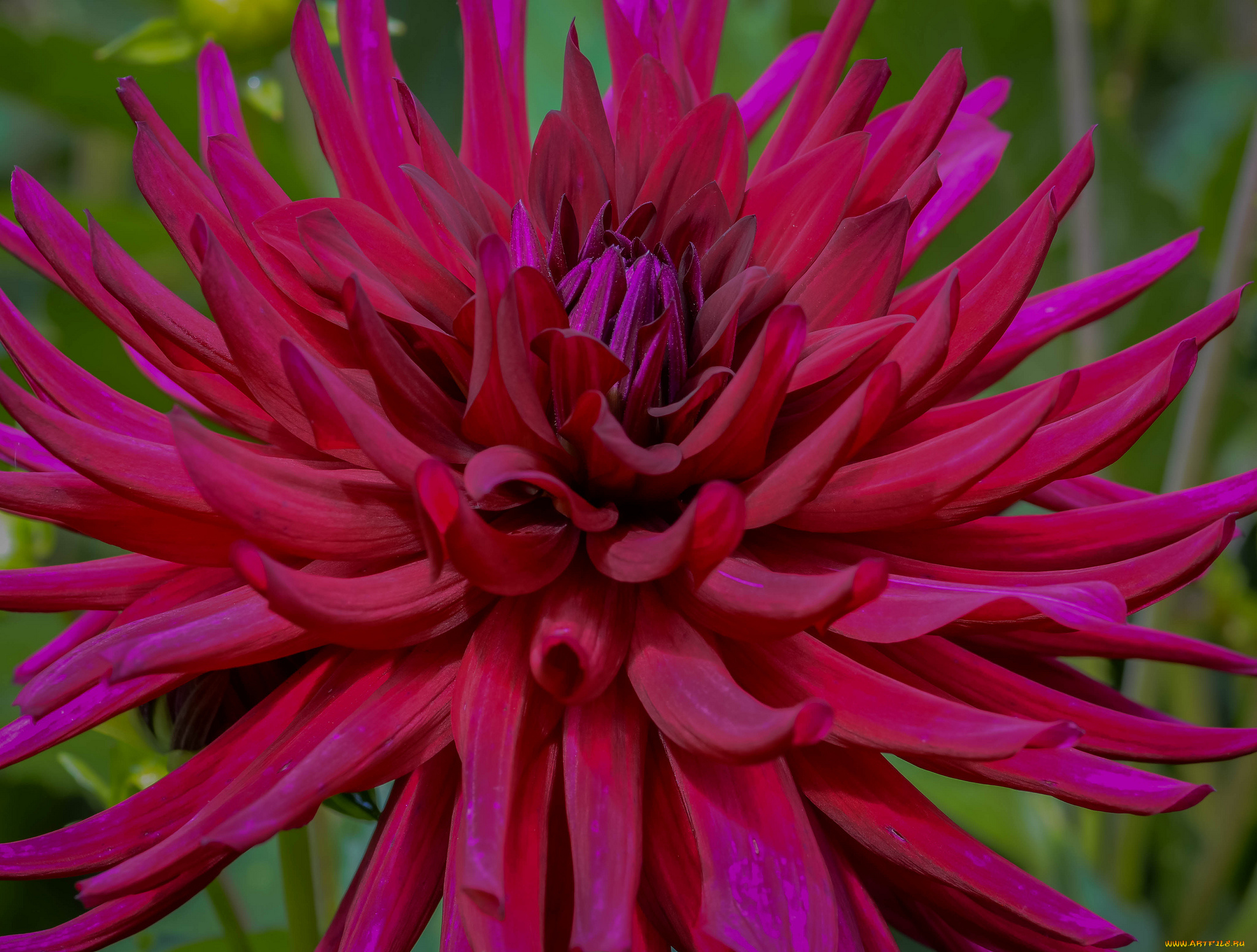 цветы, георгины, красная