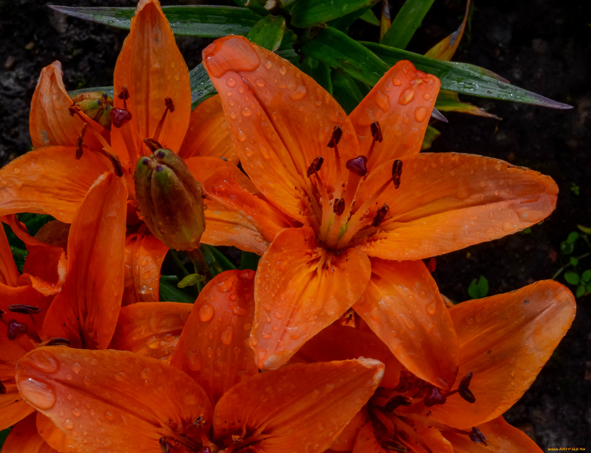 цветы, лилии, , лилейники