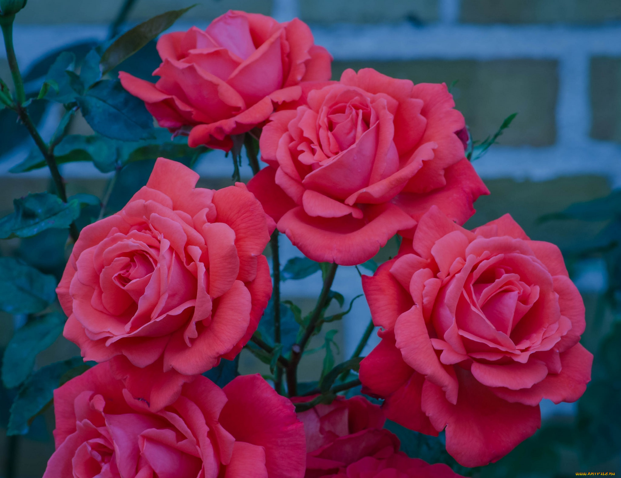 цветы, розы, красные