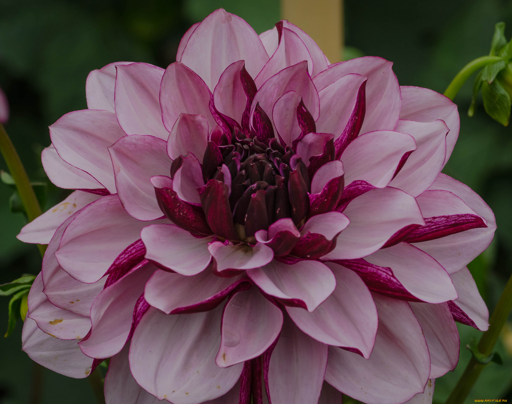 цветы, георгины, георгина