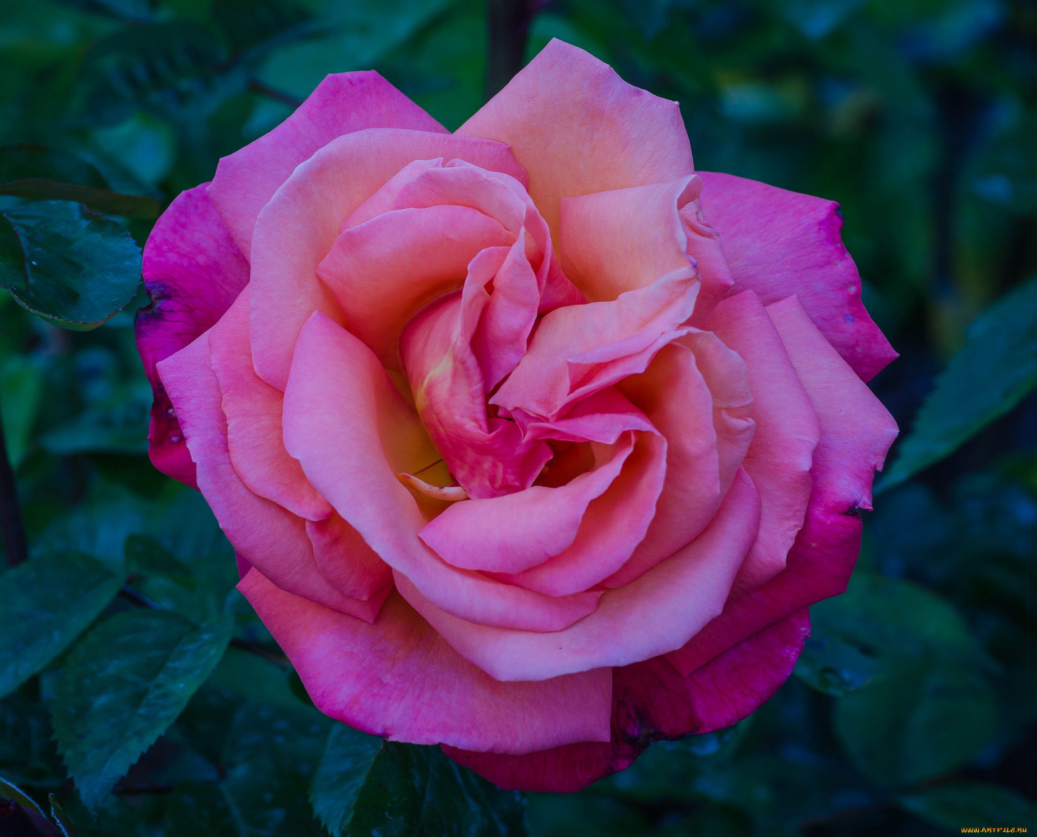 цветы, розы, роза