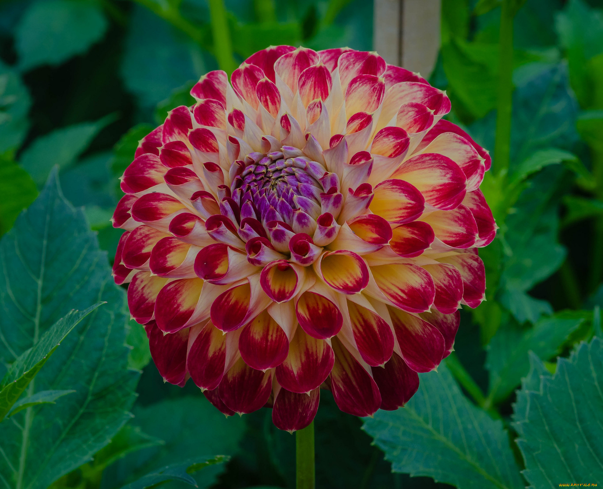 цветы, георгины, георгина