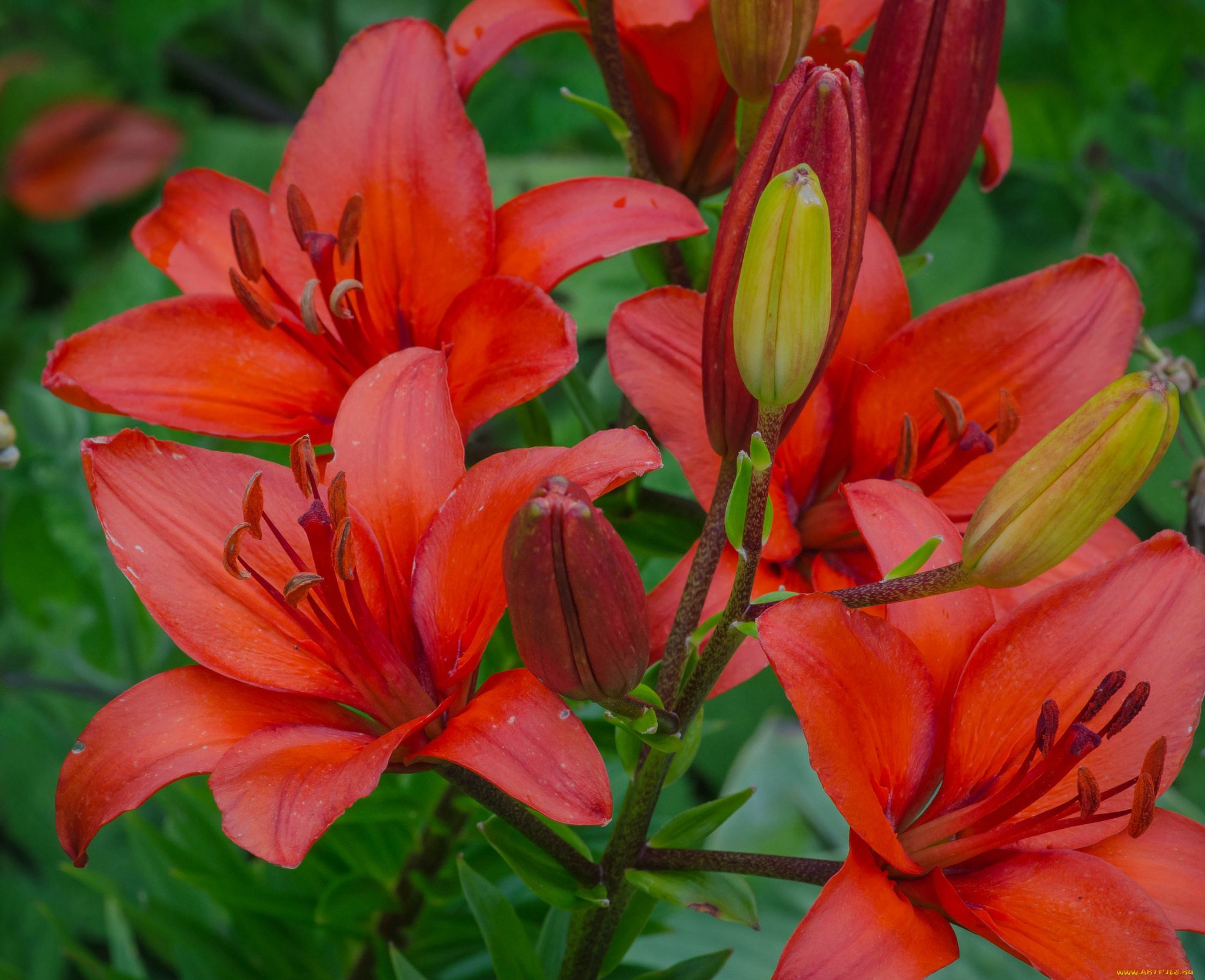 цветы, лилии, , лилейники, красные