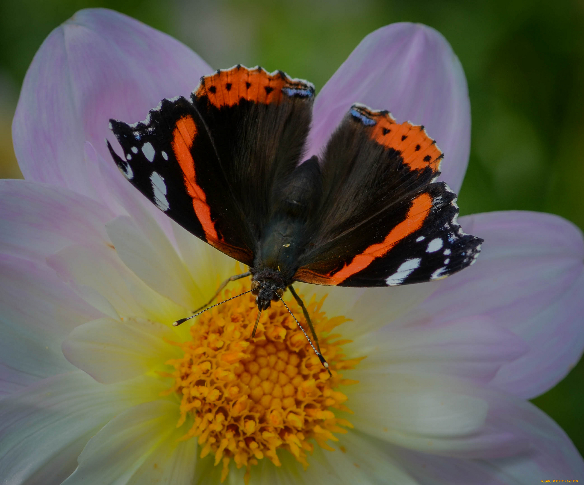 животные, бабочки, , мотыльки, , моли, бабочка