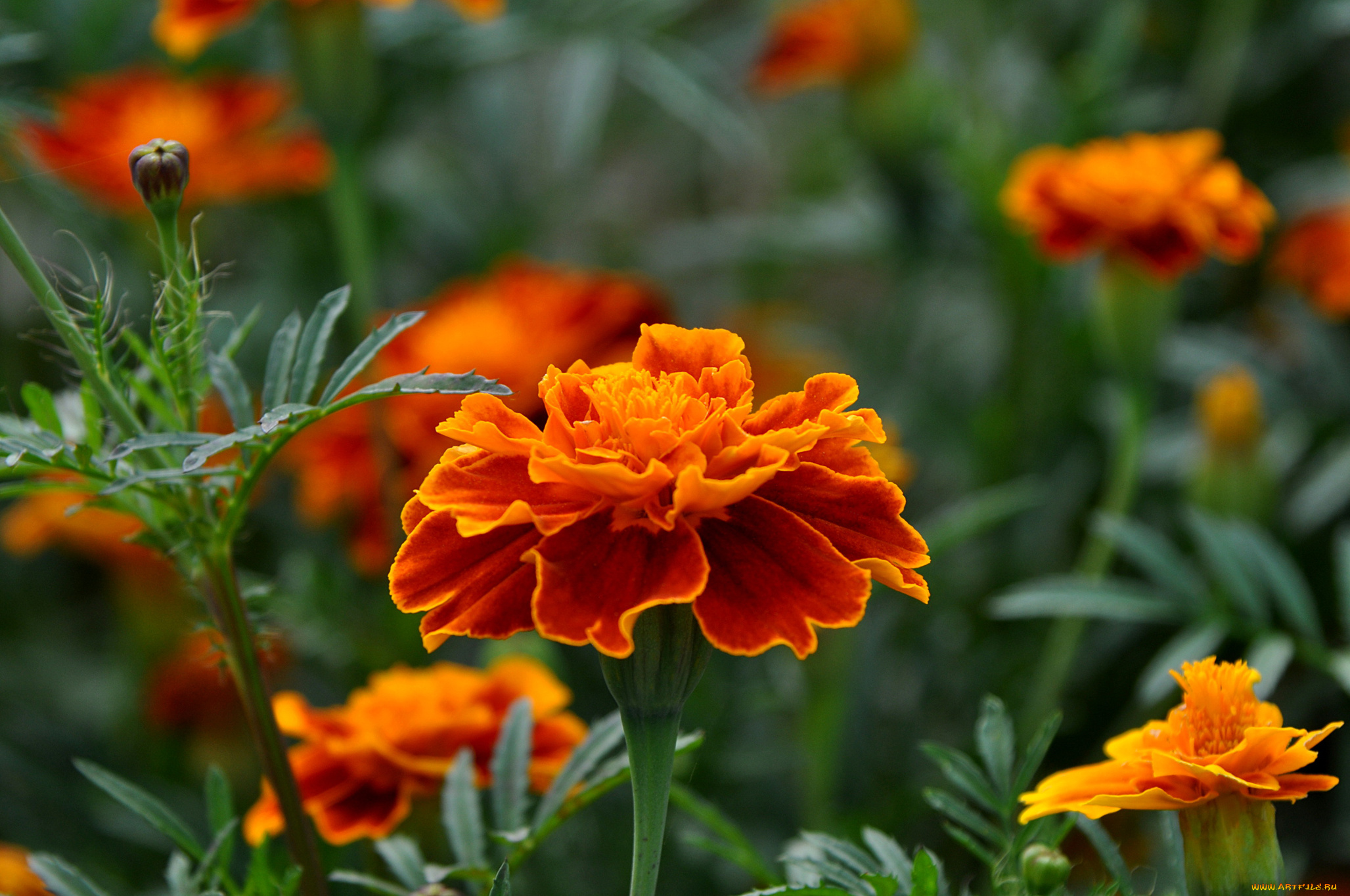 цветы, бархатцы, красота, лето, макро, сад, флора