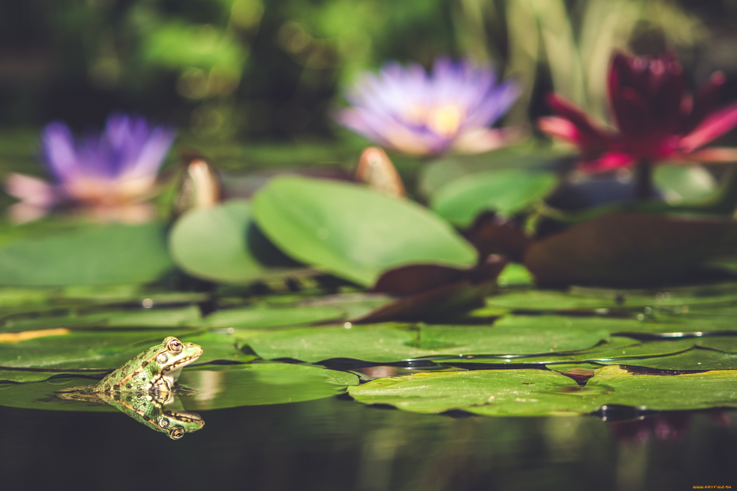 животные, лягушки, фон, макро, милая, окрас, лягушка
