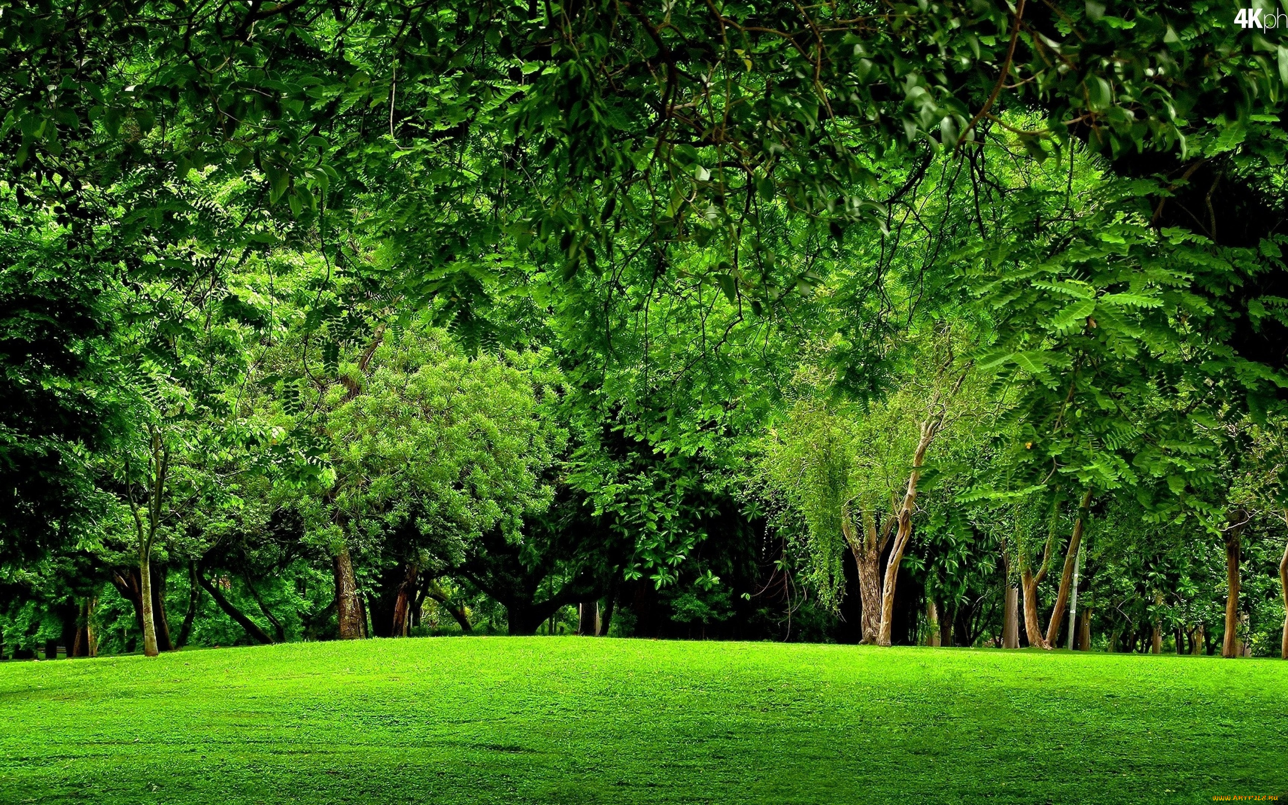 природа, лес, луг