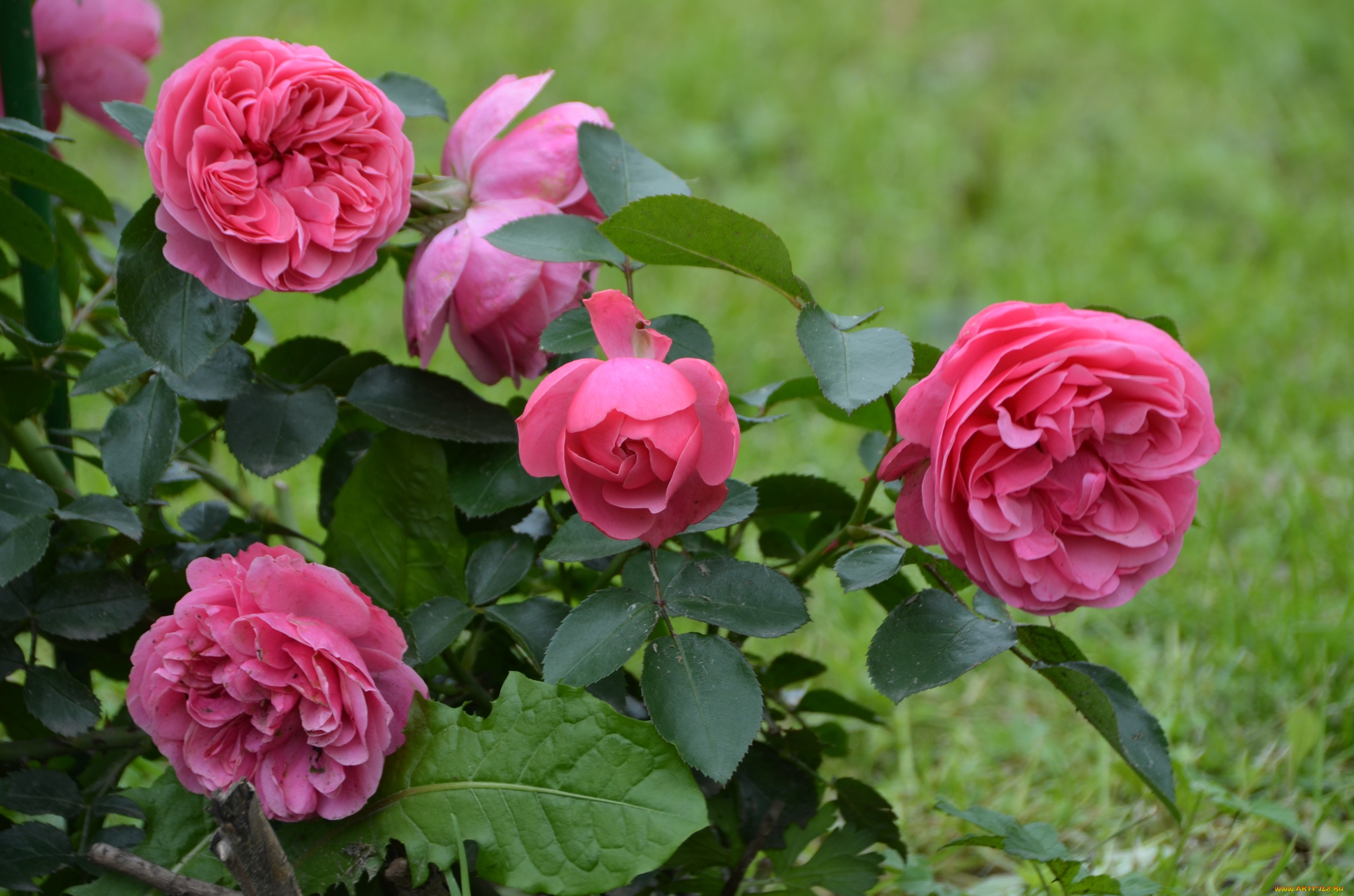 цветы, розы, лепестки, роза, бутон, rose, leaves, цветение, листья, bud, petals, blossoms