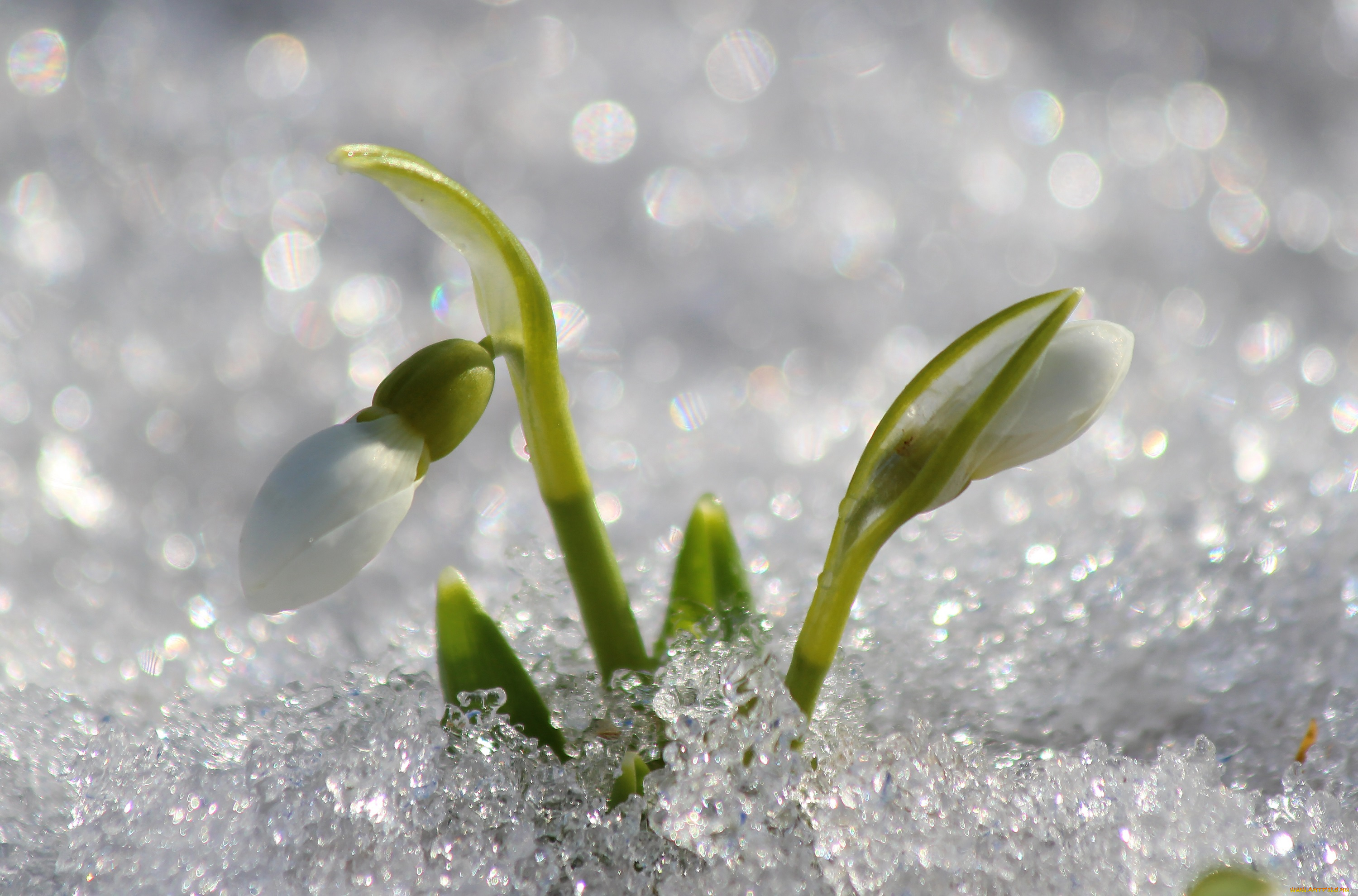 цветы, подснежники, , белоцветники, , пролески, цветение, первоцветы, март, красота, дача, галантус, весна, природа