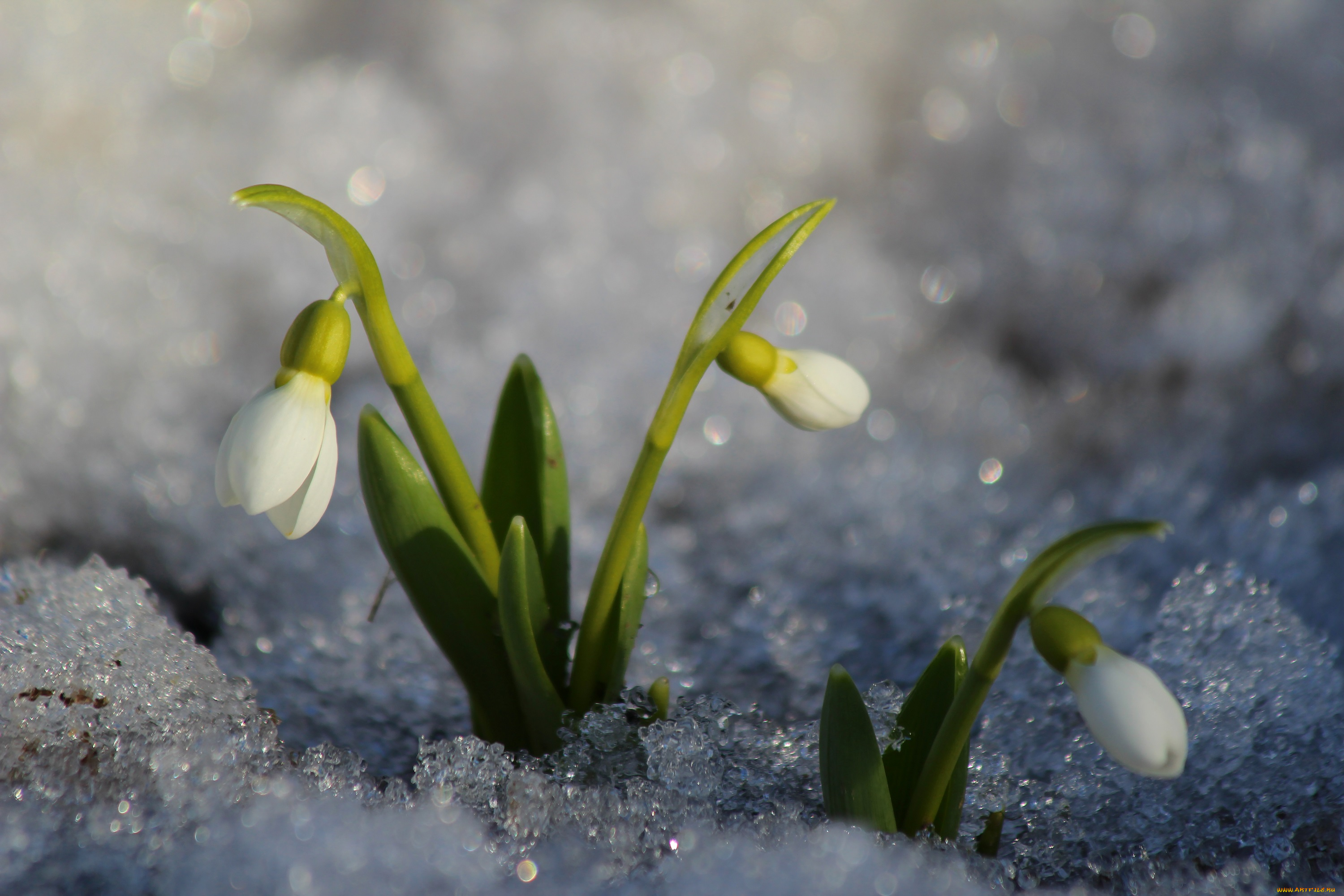 цветы, подснежники, , белоцветники, , пролески, природа, первоцветы, красота, дача, галантус, весна, цветение, март