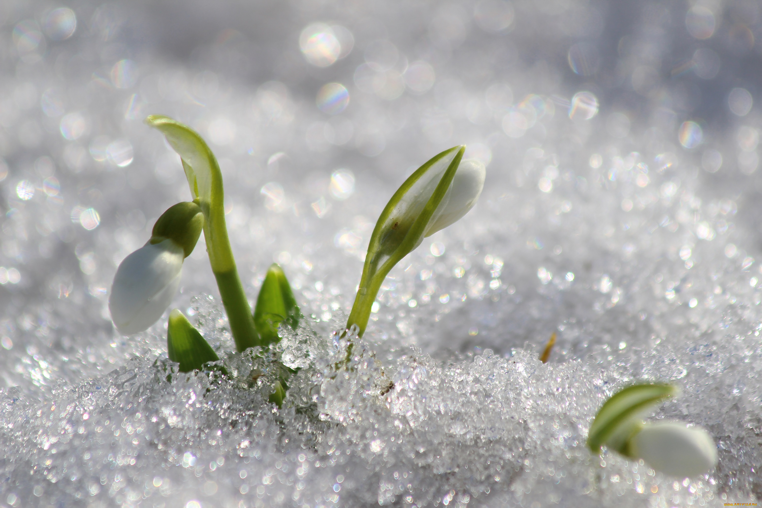 цветы, подснежники, , белоцветники, , пролески, природа, первоцветы, март, красота, цветение, галантус, дача, весна