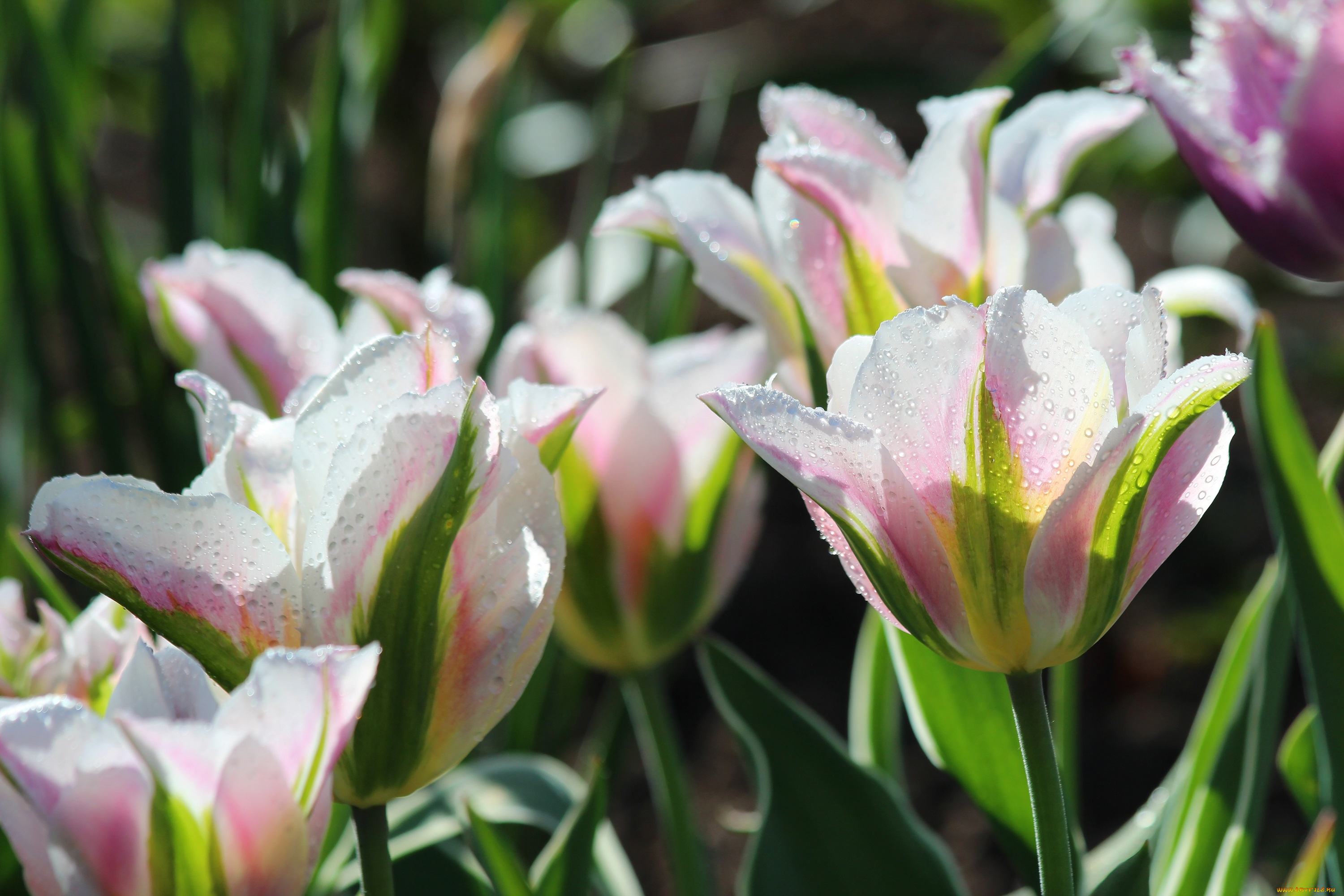 цветы, тюльпаны, красота, красиво, цветение, дача, весна, природа