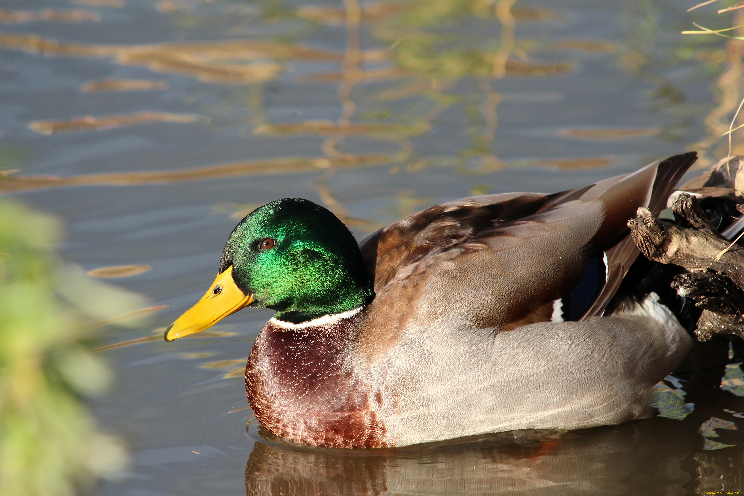 животные, утки, пернатые, природа, город, водоём, водоплавающие, селезень, пруд, птицы, рязань