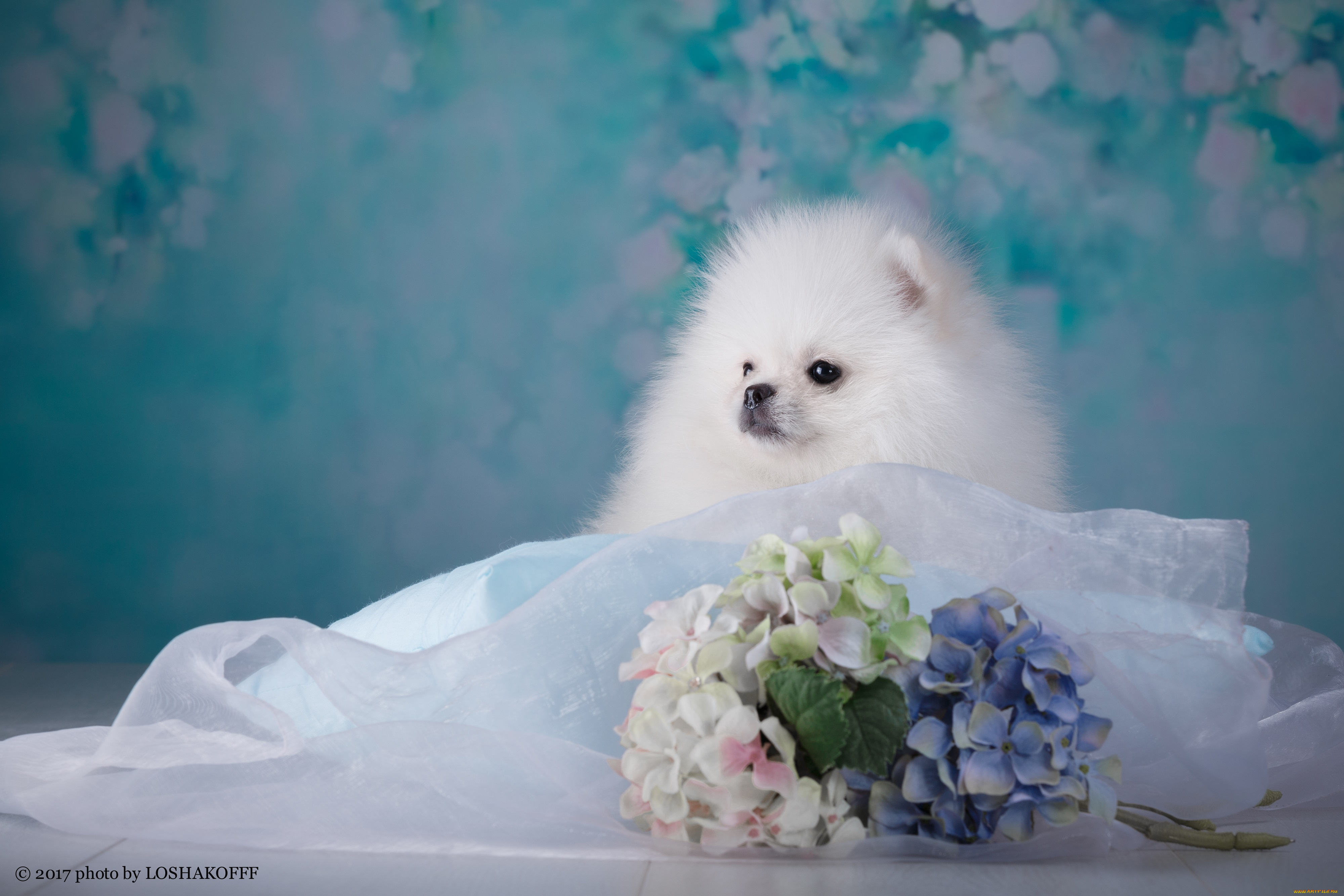 животные, собаки, цветы, фон, малыш, щенок, ткань, боке