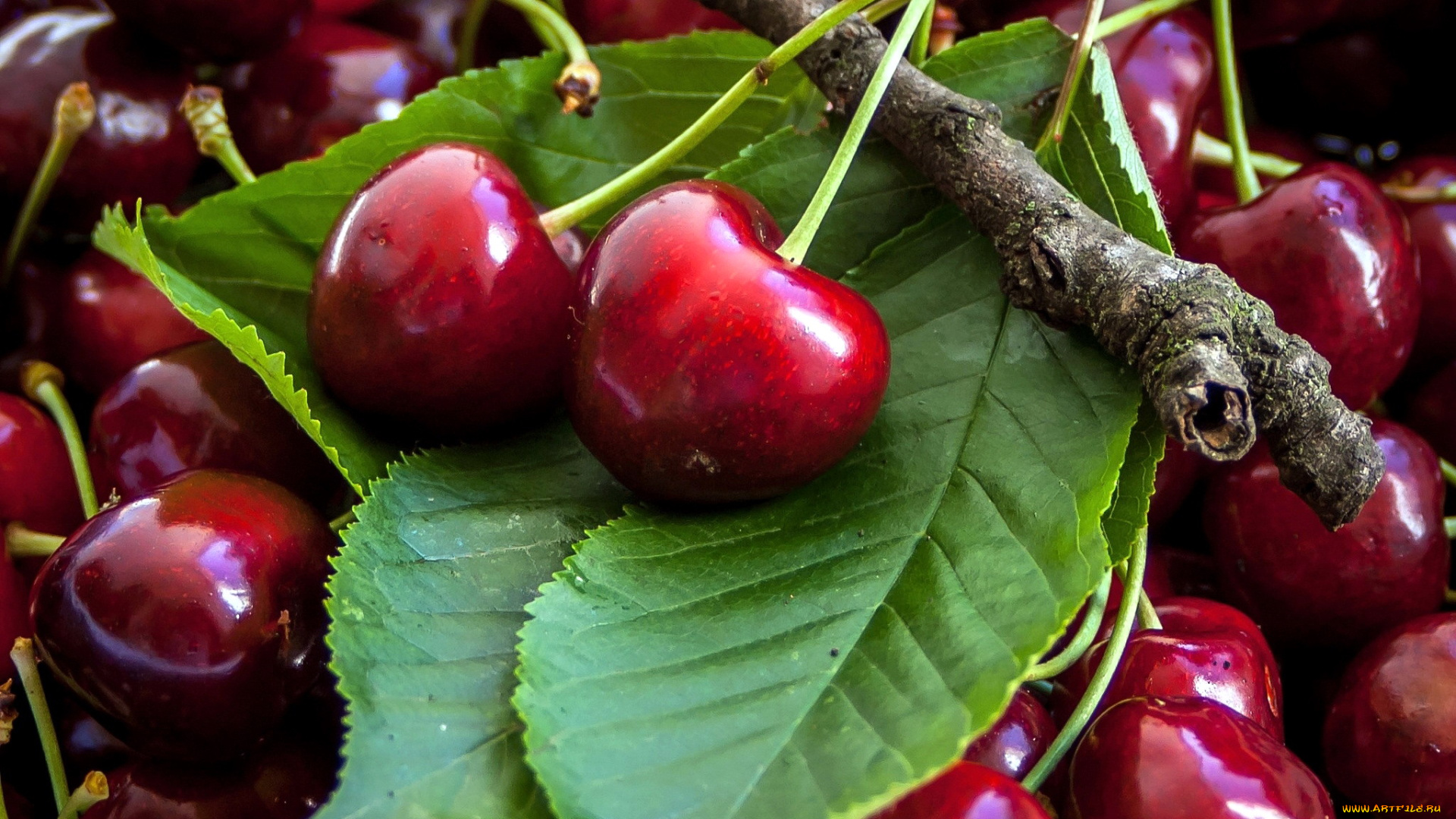 еда, вишня, , черешня, черешня
