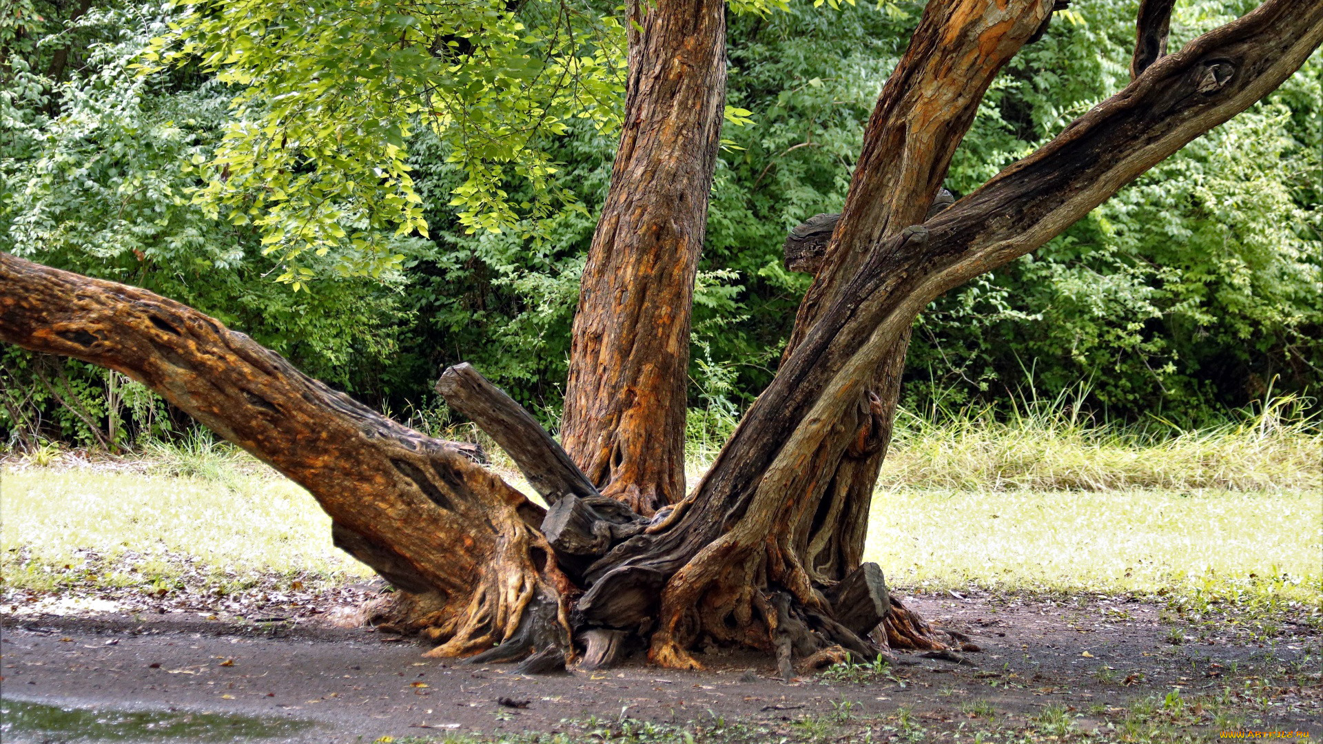 природа, деревья, дерево, старое
