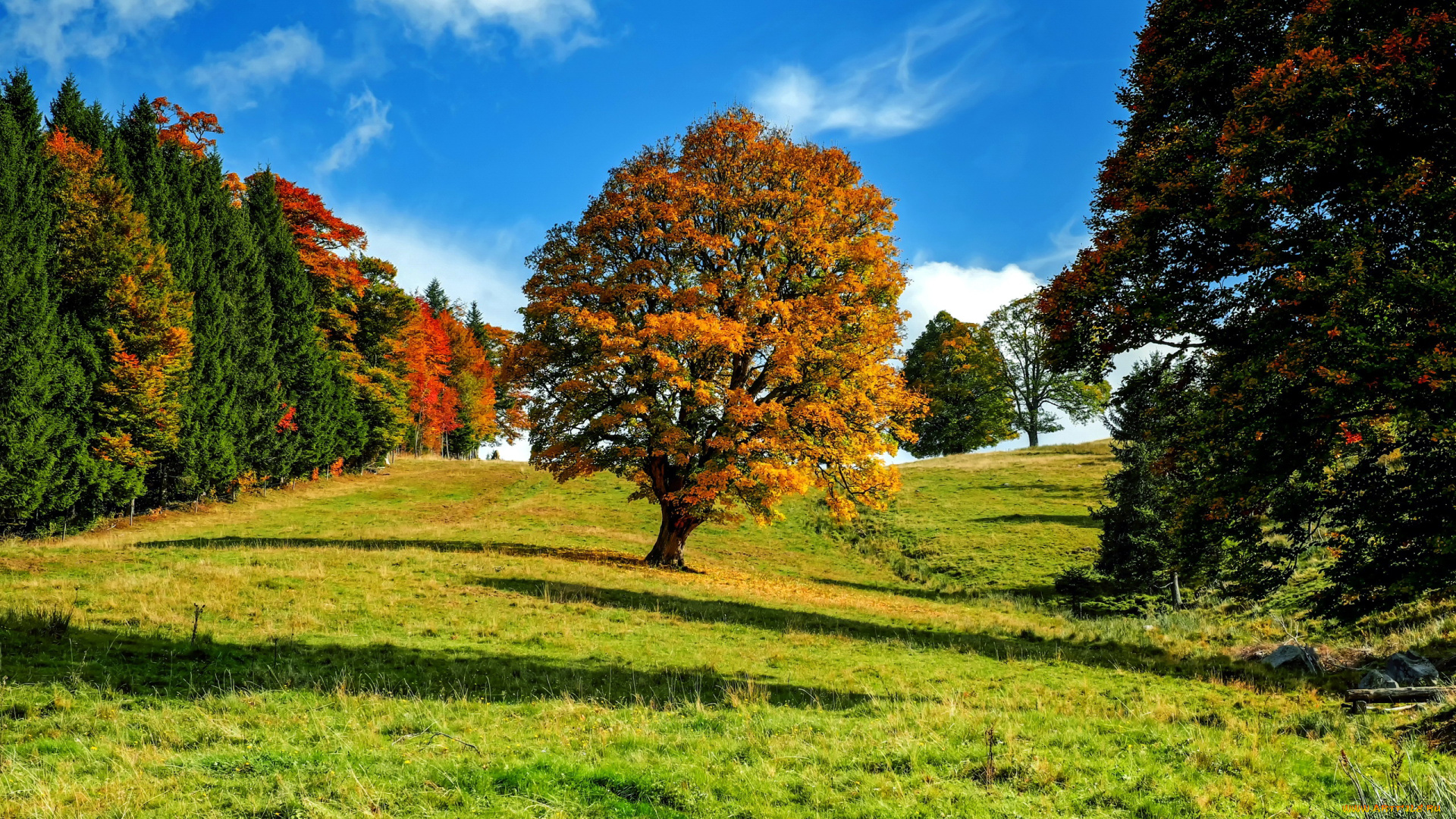 природа, деревья, осень