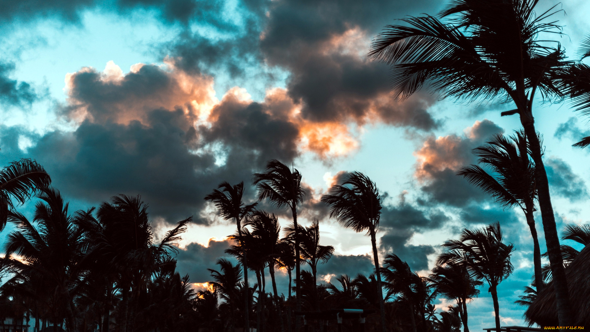 природа, деревья, пальмы
