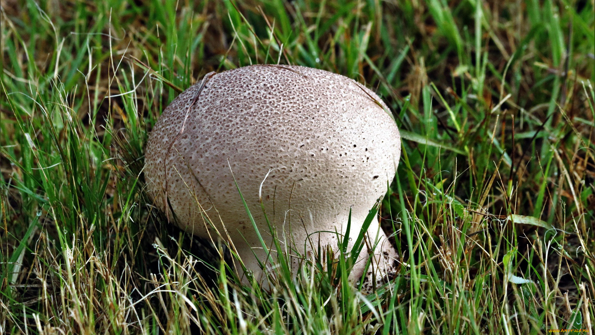 природа, грибы, дождевик